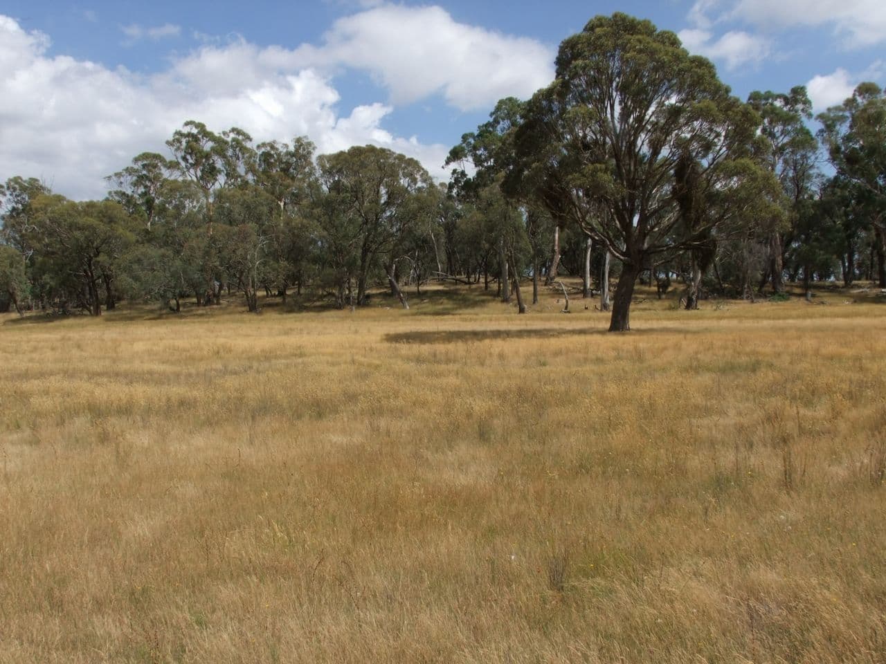 Neville NSW 2799, Neville - Thumbnail 8