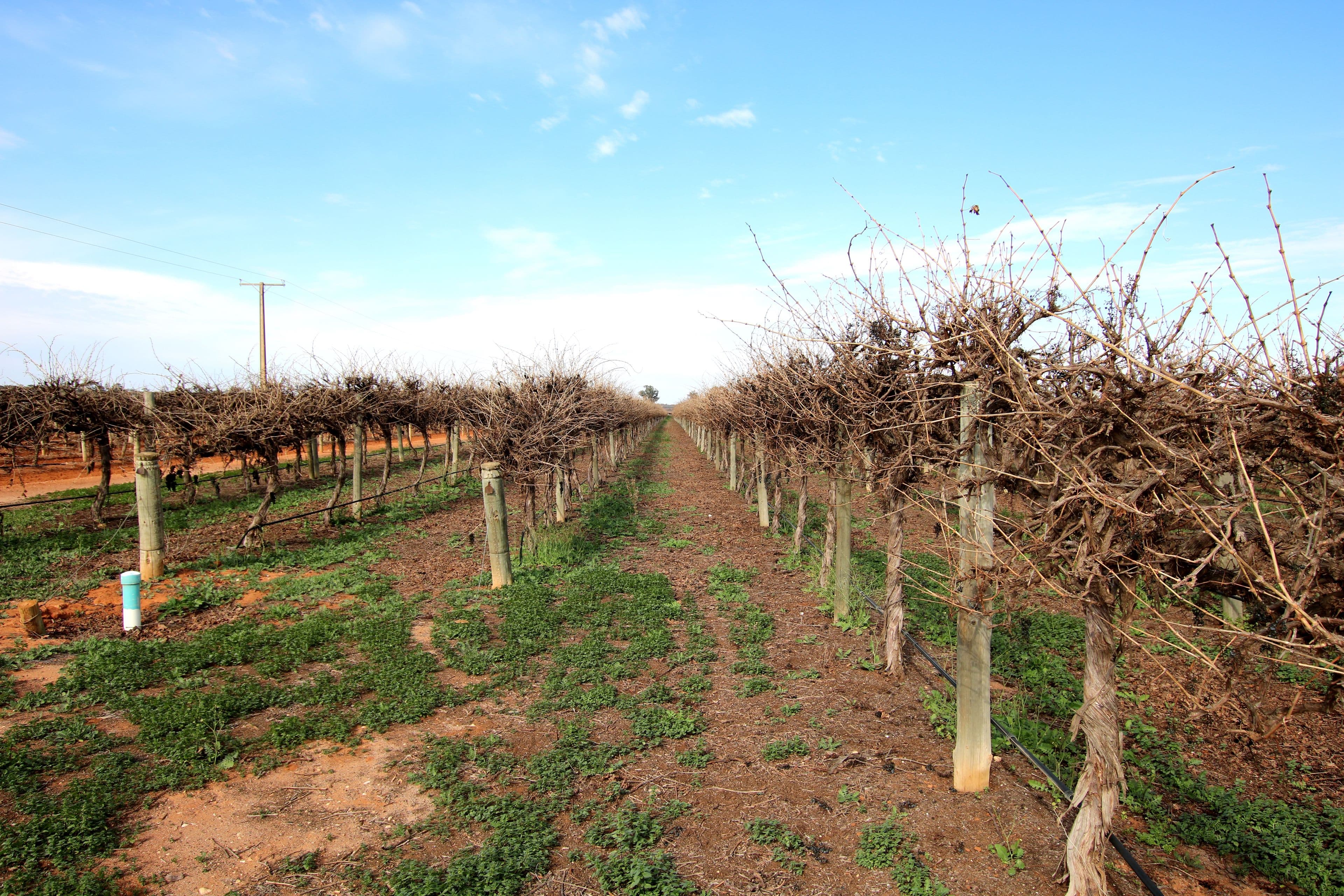 Lot 3 Mortimer Drive, Monash SA 5342, Monash - Thumbnail 4