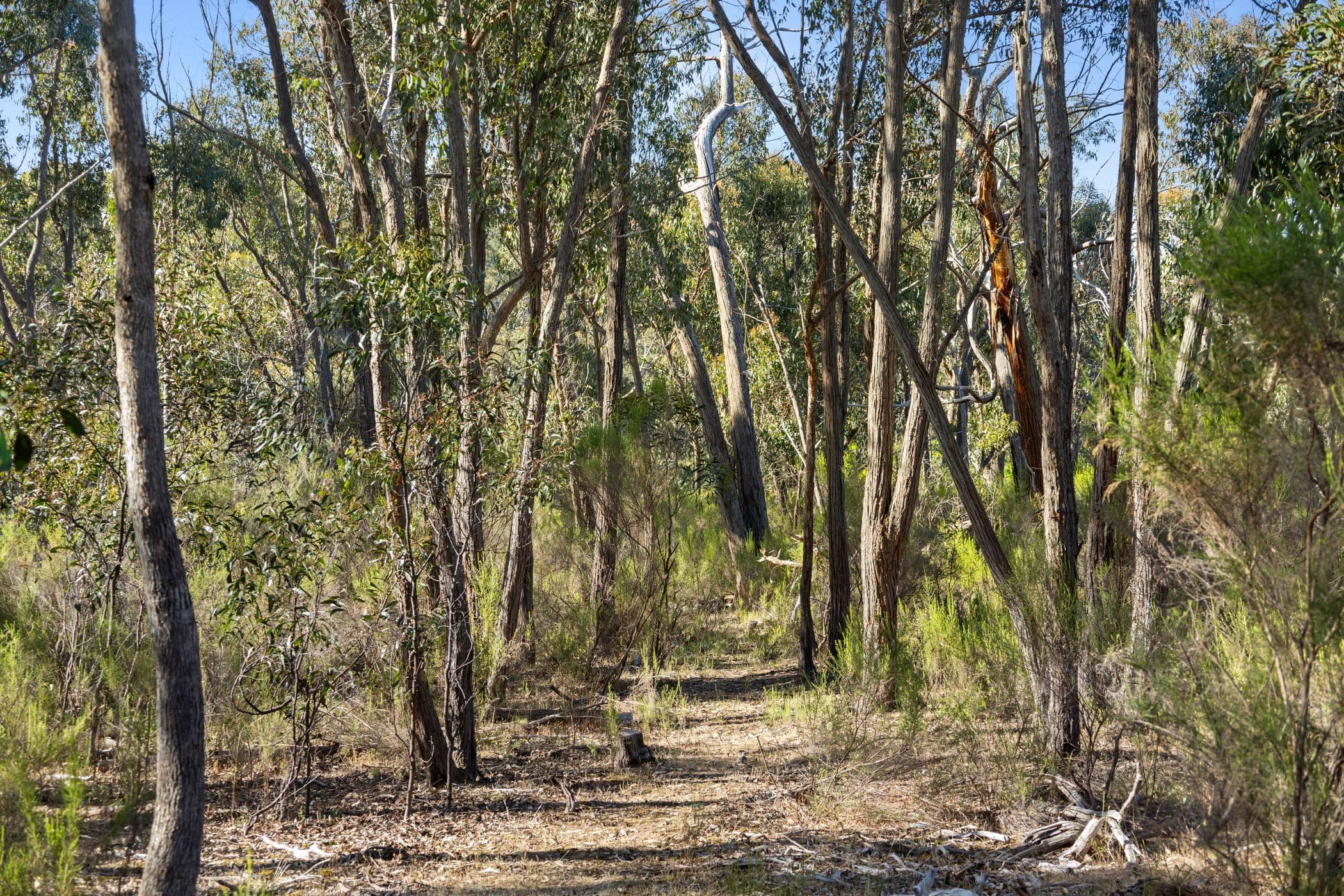 Helge Track, Glenluce VIC 3451, Glenluce - Thumbnail 4