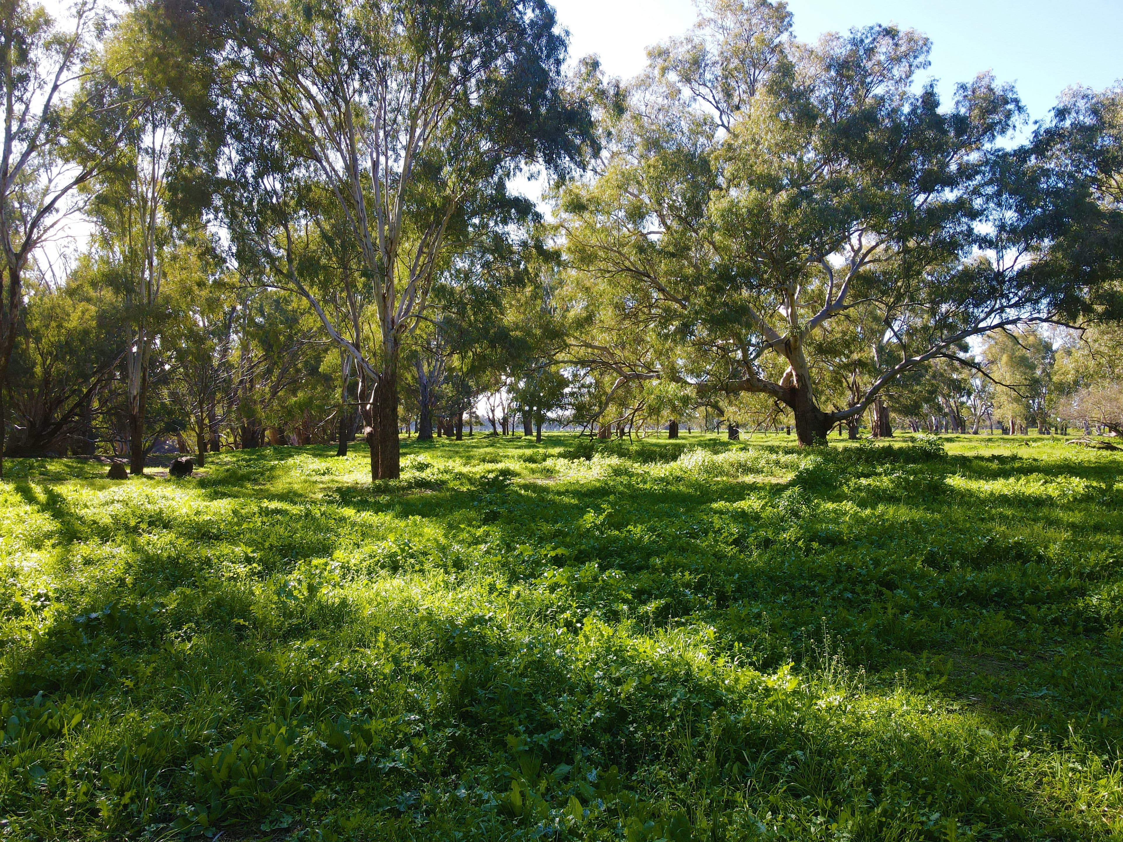 Ulmarra, 10419 The Escort Way, Forbes NSW 2871, Forbes - Thumbnail 3