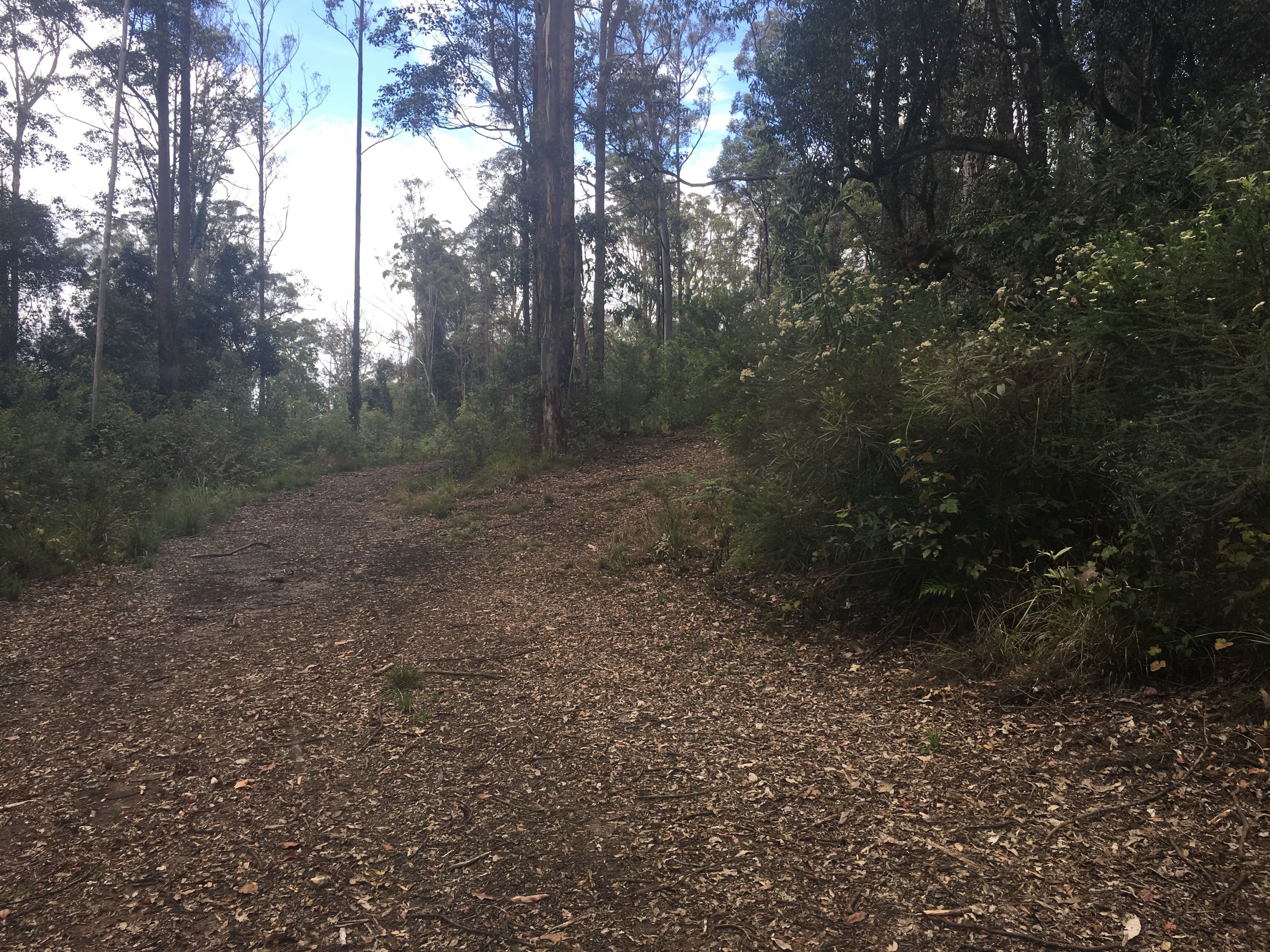 82a Mount Street Dundurrabin, Dorrigo NSW 2453, Dorrigo - Thumbnail 2