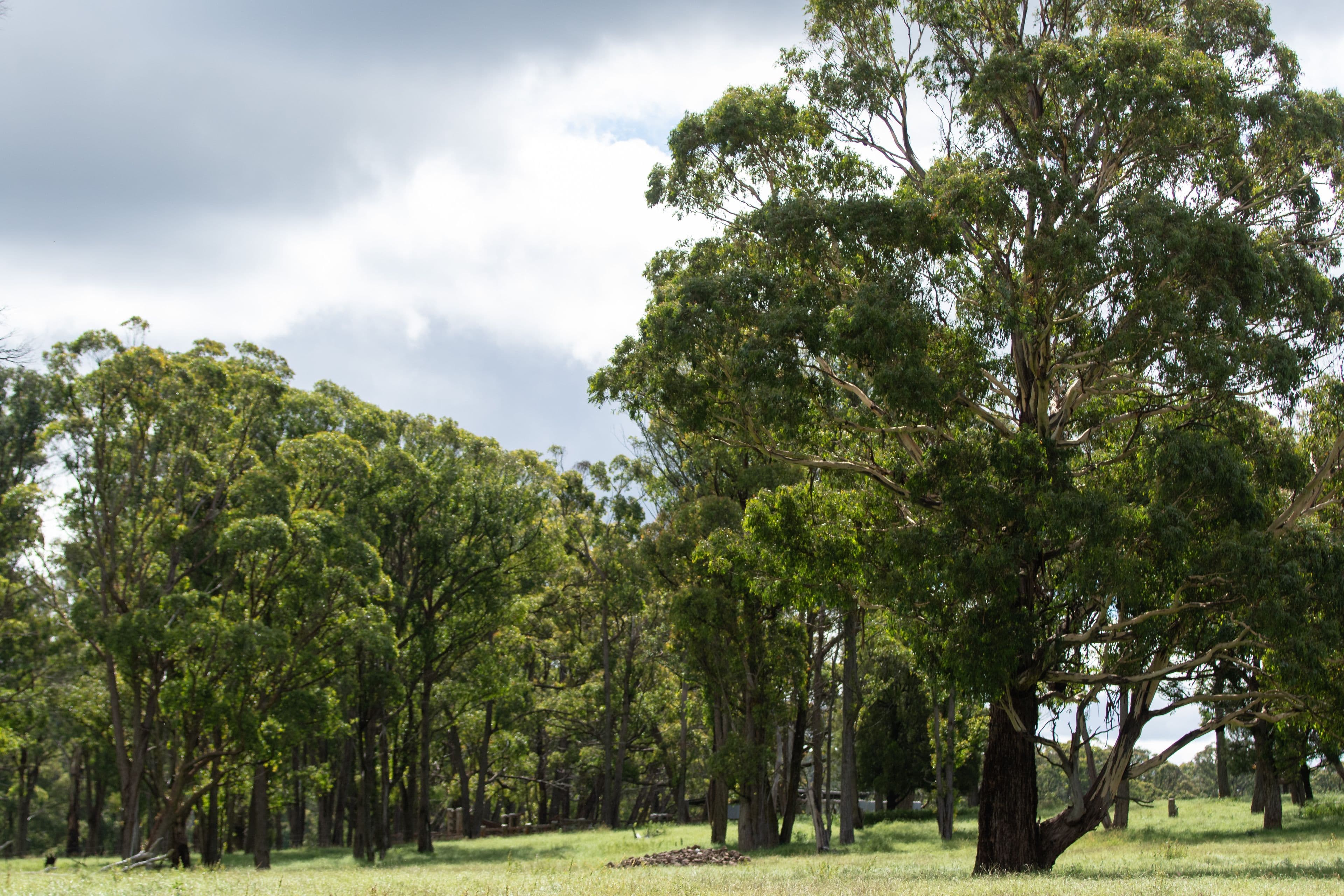 135 Thorpes Lane, Black Mountain NSW 2365, Black Mountain - Thumbnail 5