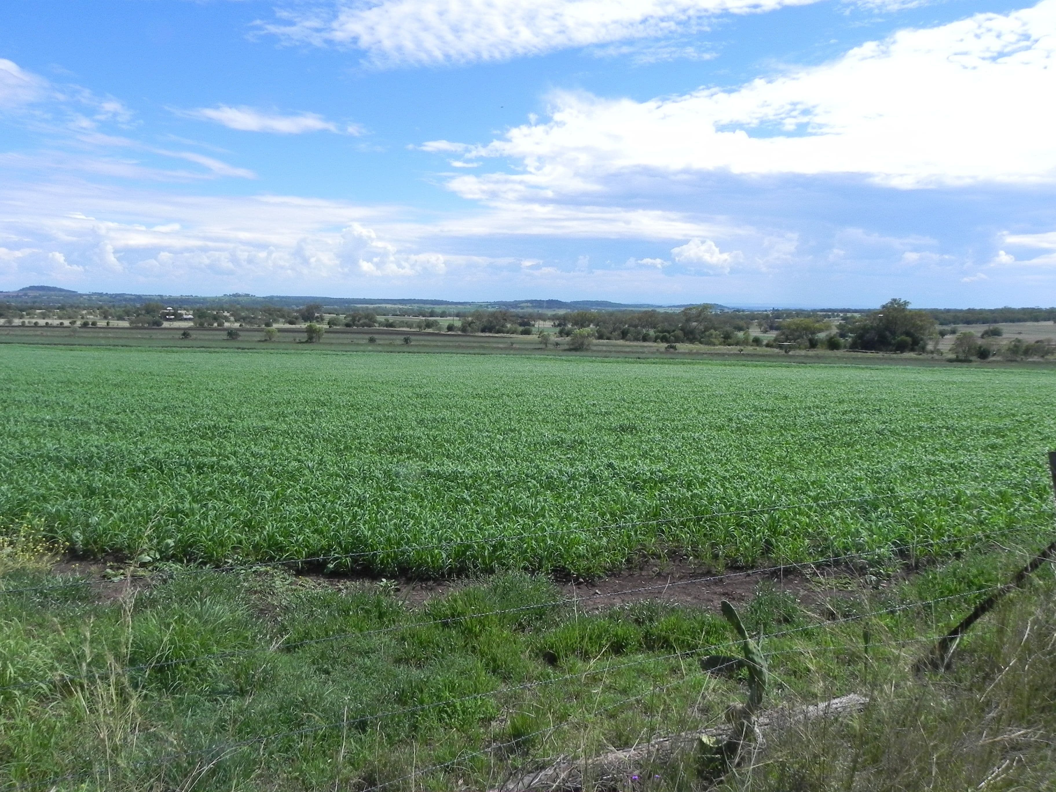 0 Wyangapinni Road, Stoneleigh, Pittsworth QLD 4356, Pittsworth - Thumbnail 2