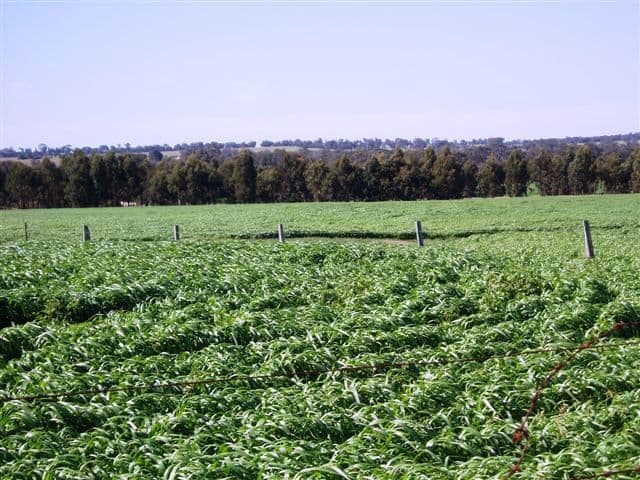 Hyfield, Crossburn, Yaralla, KOJONUP WA 6395, Kojonup - Thumbnail 4