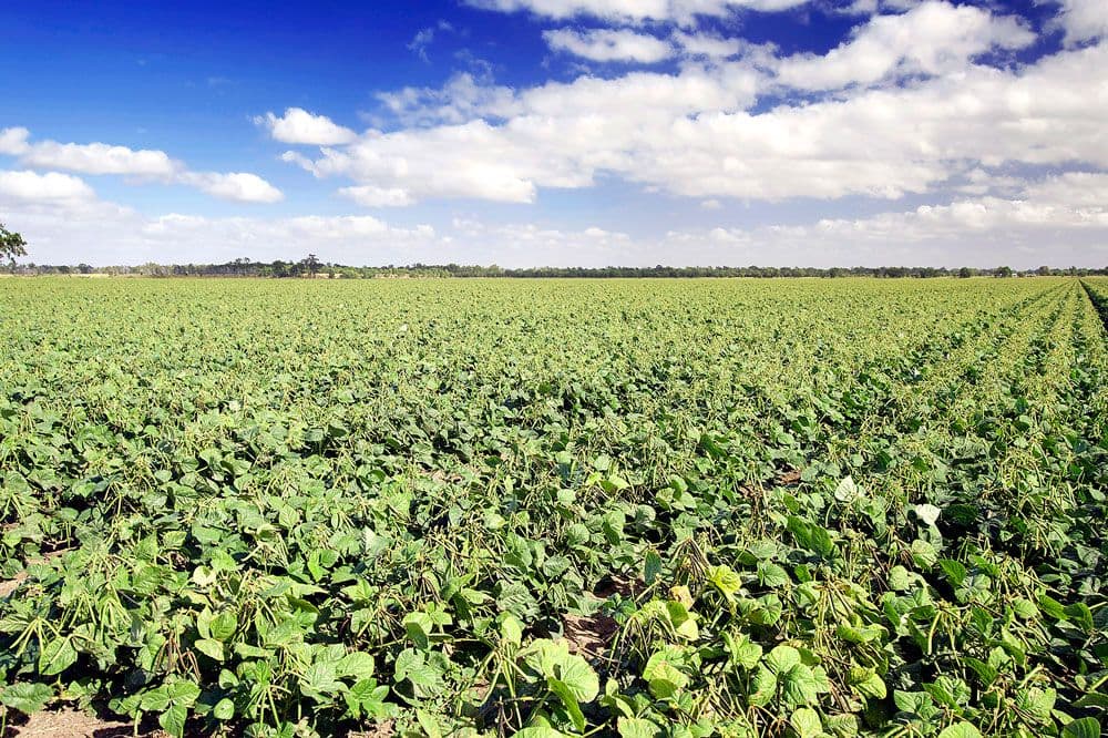 Biloela QLD 4715, Biloela - Thumbnail 5