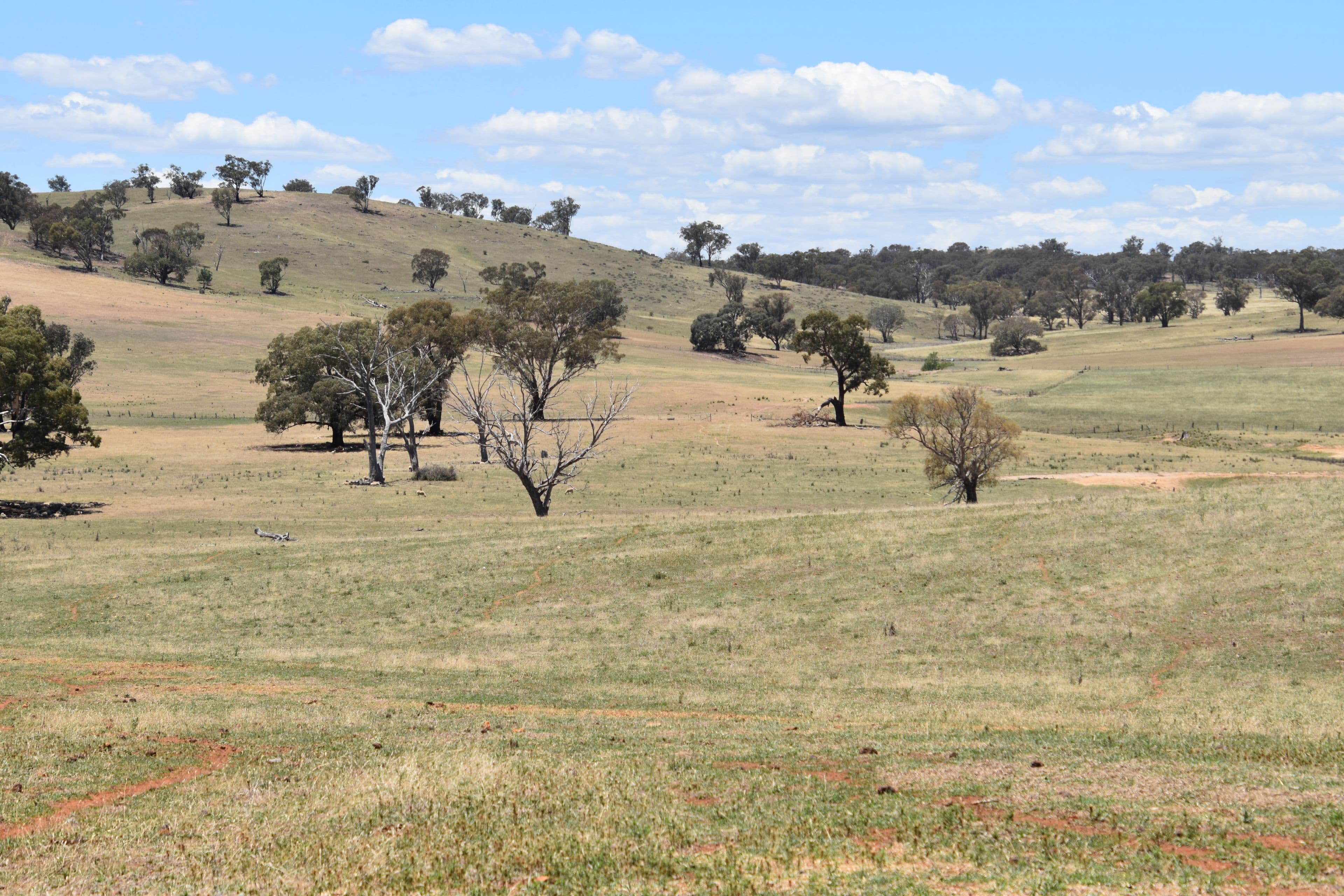 'Old Beri' Euchareena, Molong NSW 2866, Molong - Thumbnail 7
