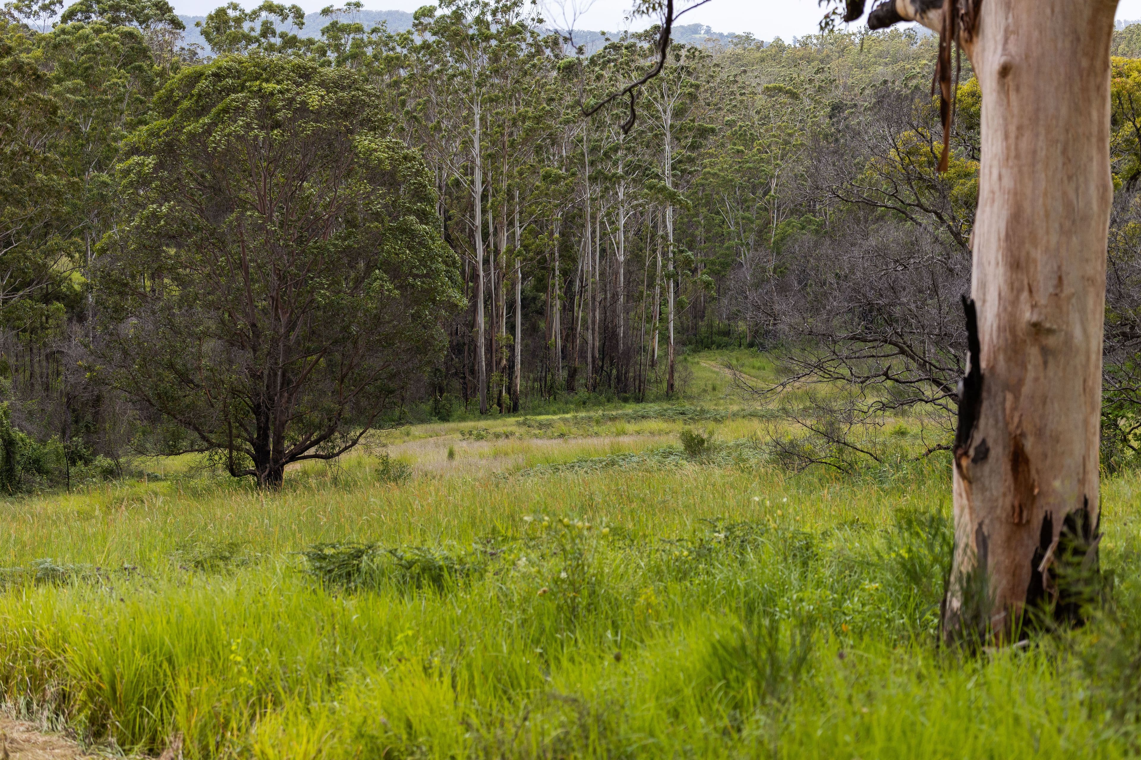 255 Careys Road, Hillville NSW 2430, Hillville - Thumbnail 4