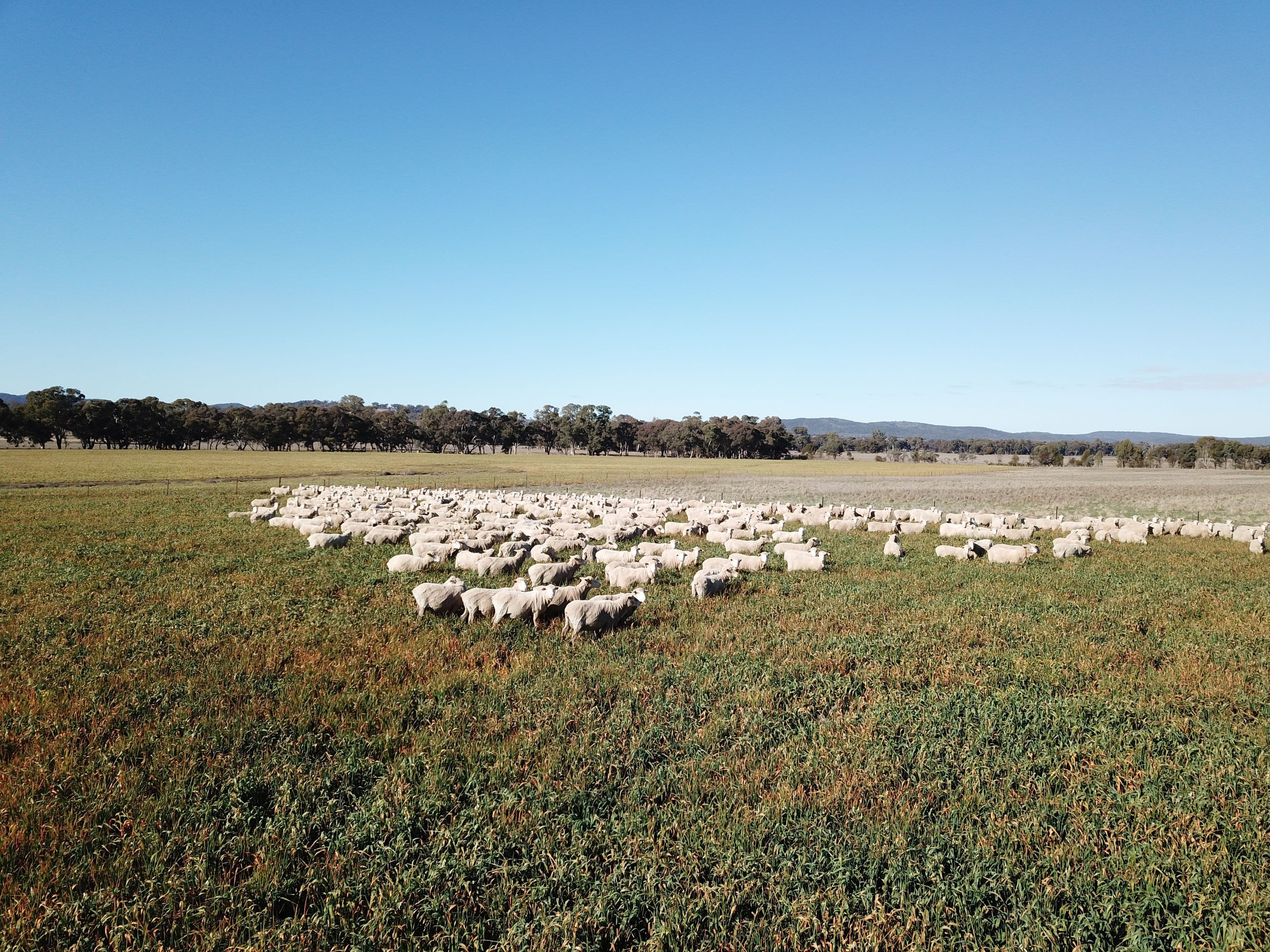 'Emrose' 6702 Renshaw McGirr Way, Baldry NSW 2867, Baldry - Thumbnail 6