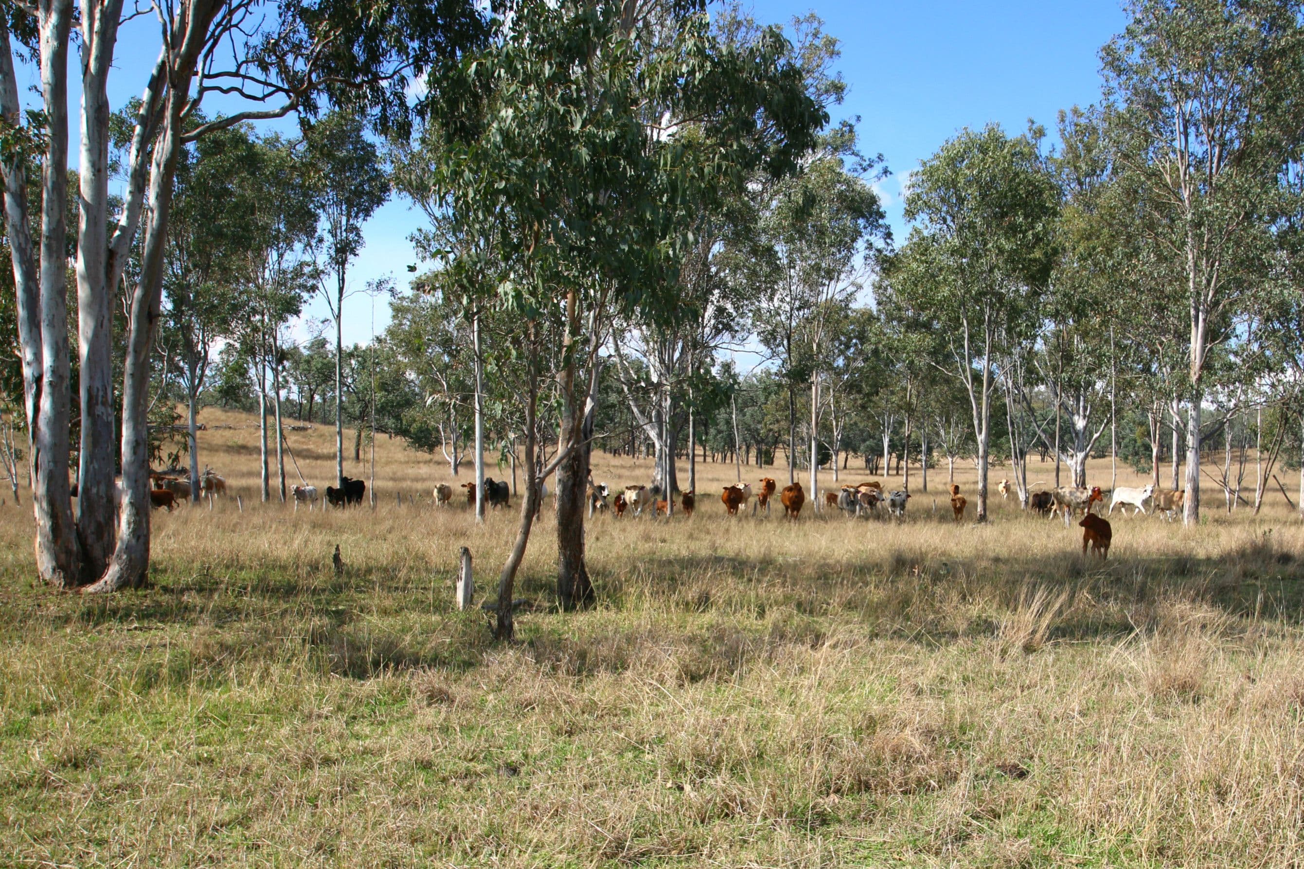 Monto QLD 4630, Monto - Thumbnail 8