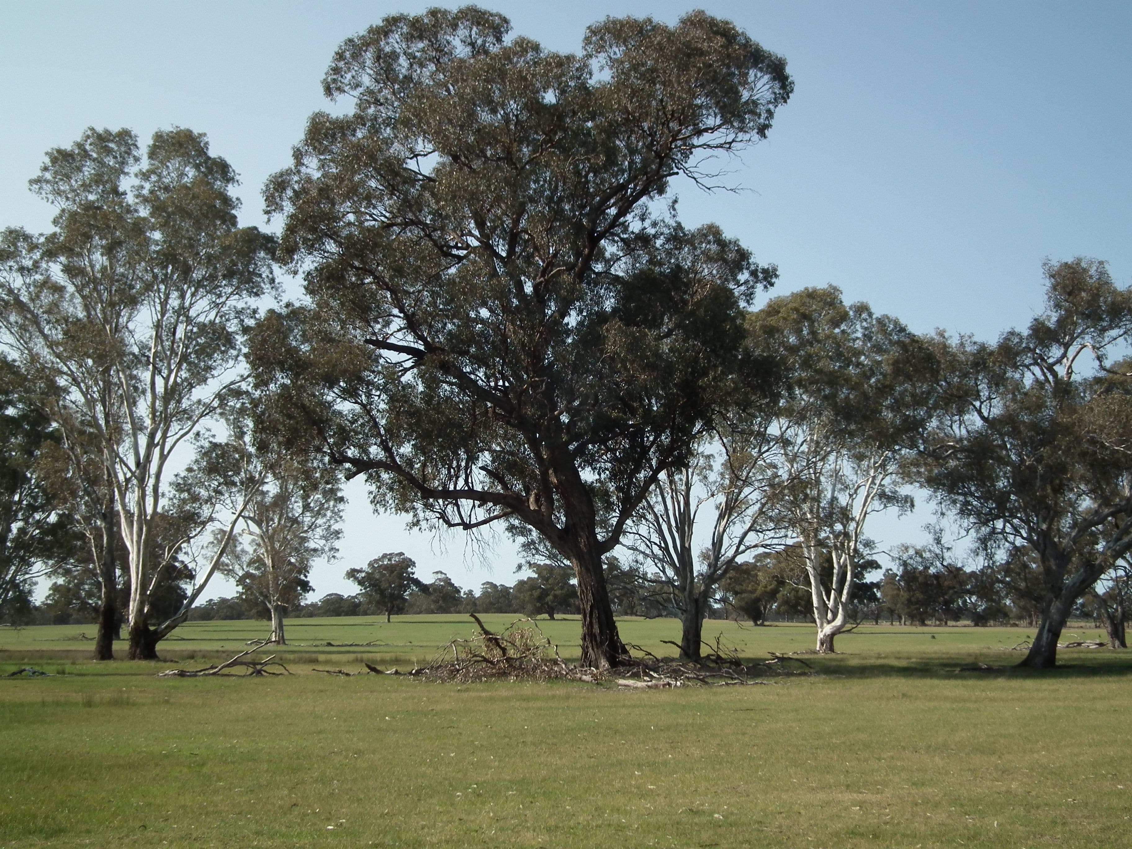 "Buffalo" Buffalo Swamp Road, Kirwans Bridge VIC 3608, Kirwans Bridge - Thumbnail 8