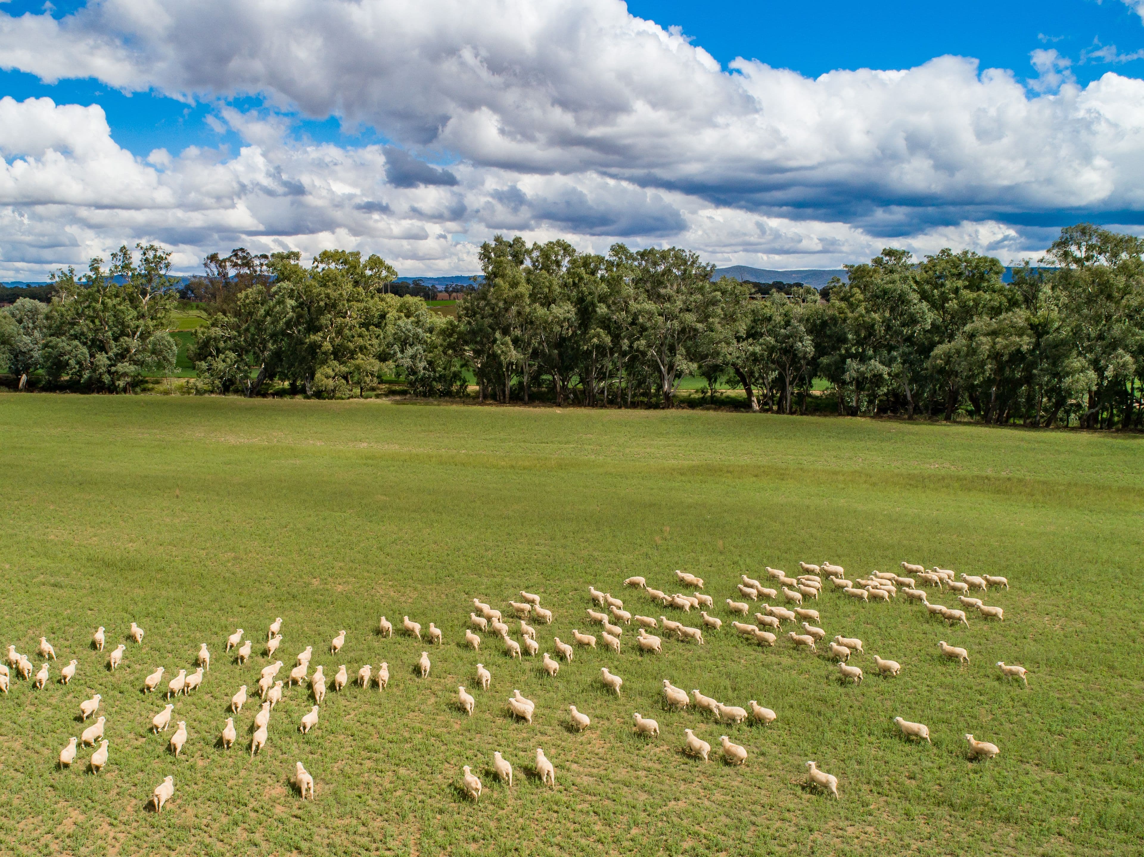 46 Delaneys Road, Cowra NSW 2794, Cowra - Thumbnail 2