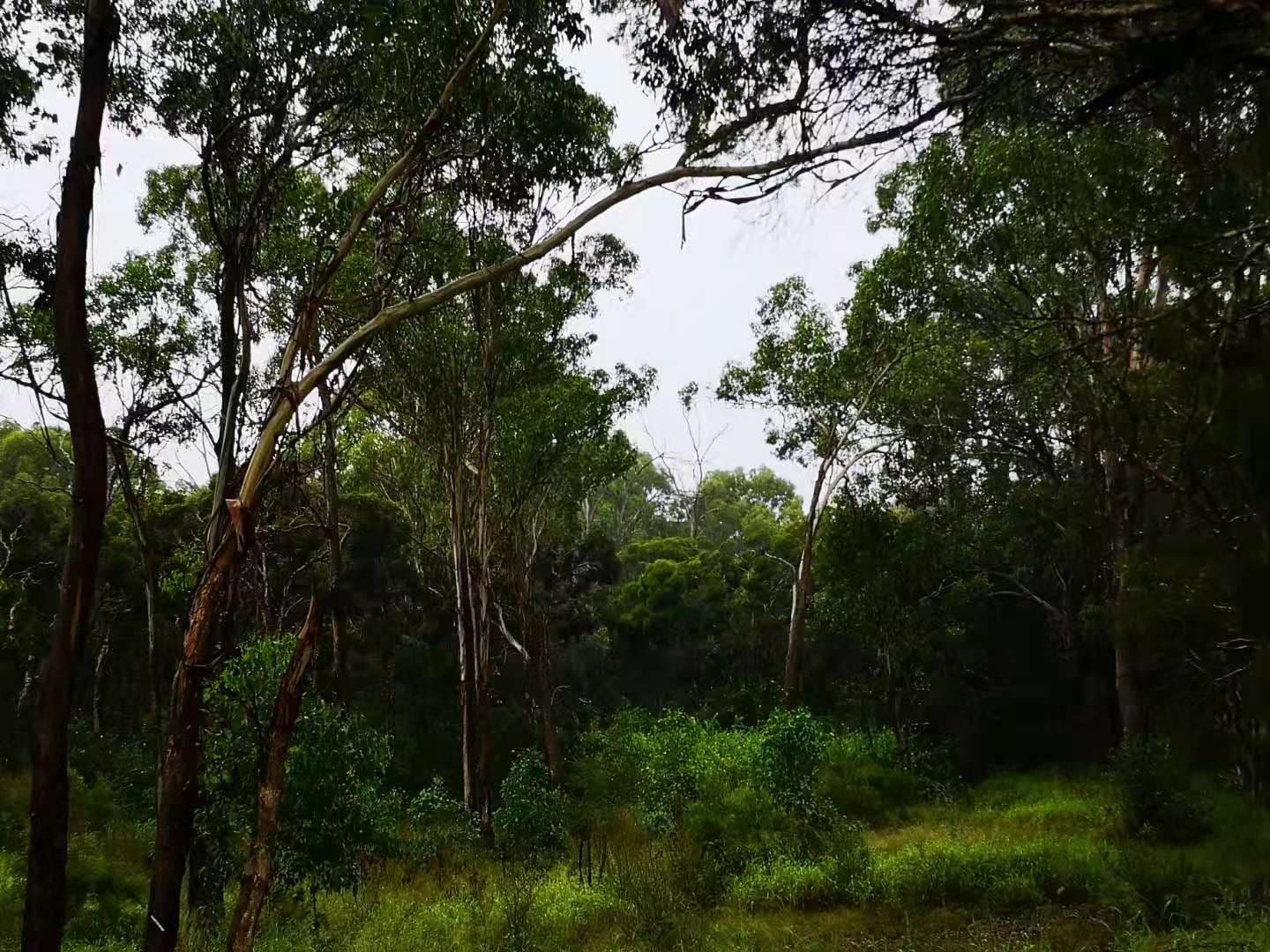 Vineyard NSW 2765, Vineyard - Thumbnail 2
