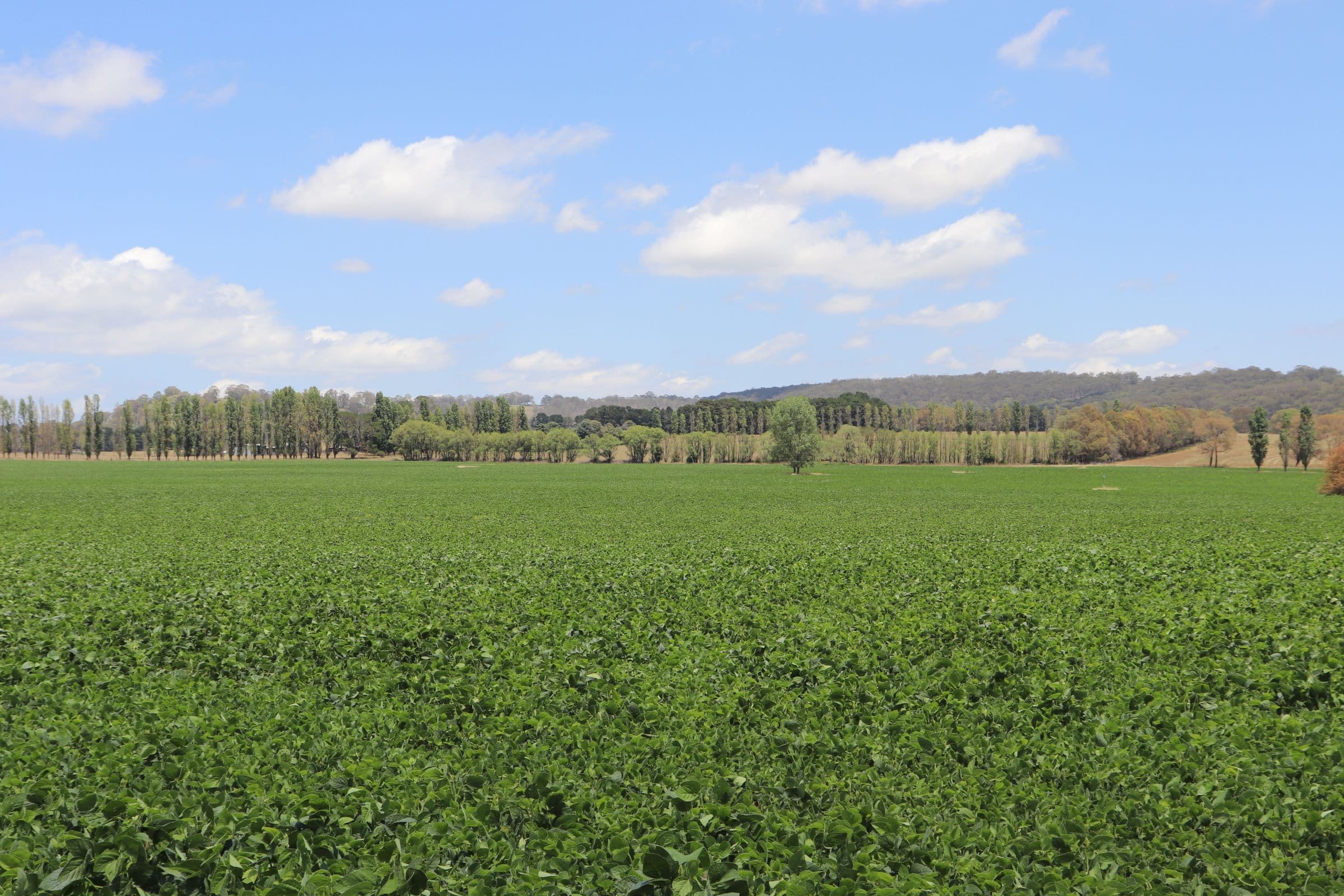 8 Winters Road, Glen Innes NSW 2370, Glen Innes - Thumbnail 4