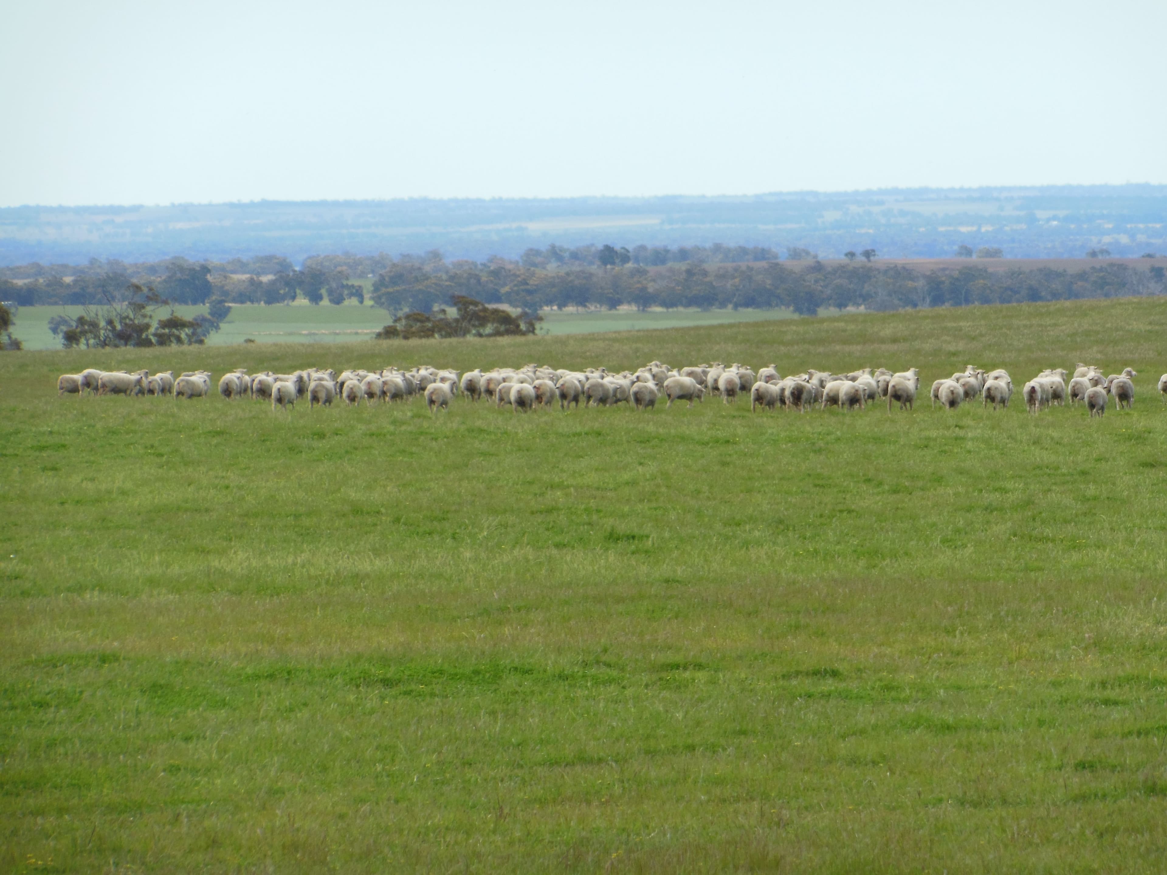 Sukey Hill, 98 Barytes Road, Cranbrook WA 6321, Cranbrook - Thumbnail 2