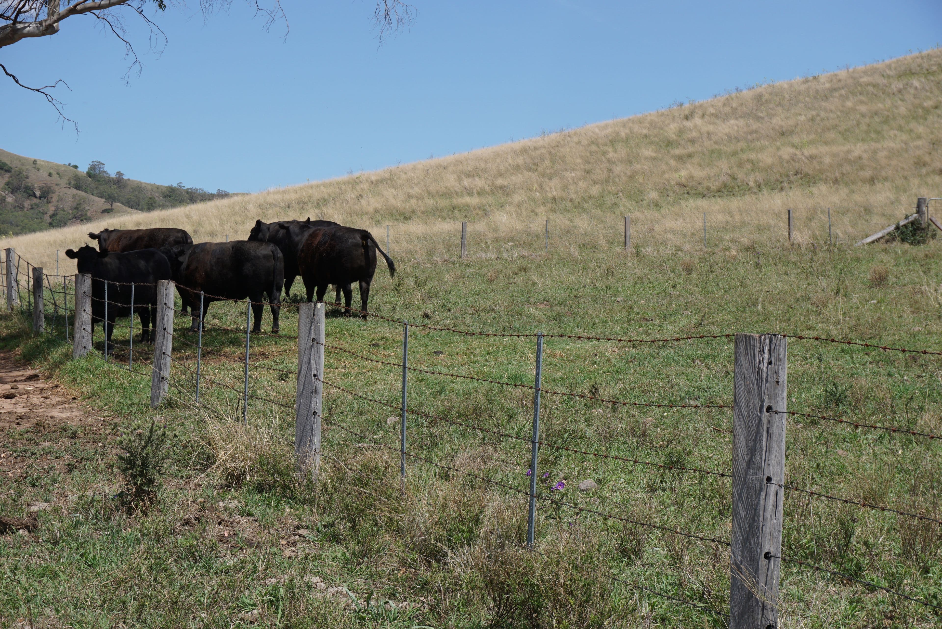 1104 Goorangoola Road, Greenlands NSW 2330, Greenlands - Thumbnail 5
