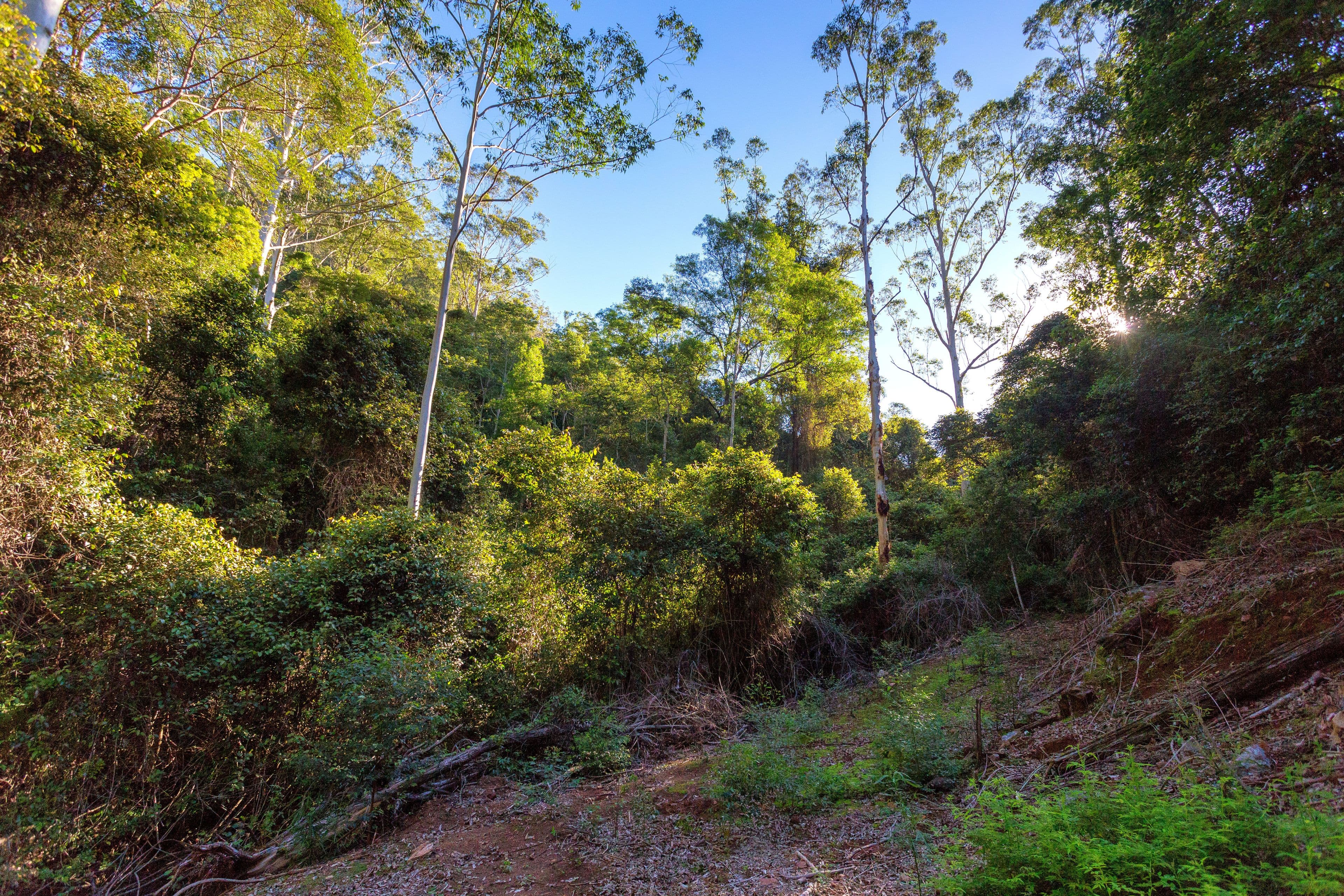 Lot 150 & 151 Black Flat Lane, WHERROL FLAT NSW 2429, Wherrol Flat - Thumbnail 8