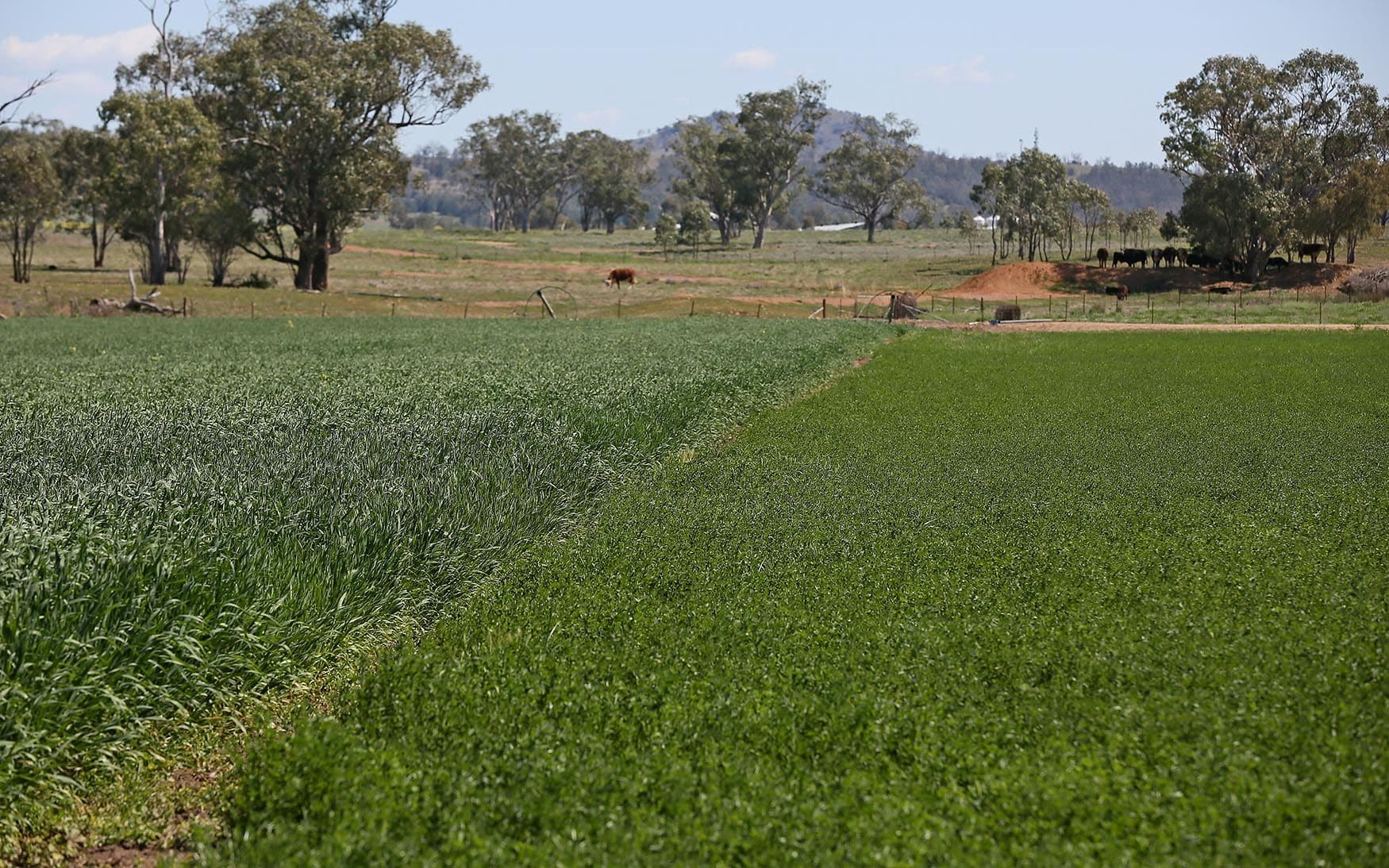 4482 Oxley Highway, Gunnedah NSW 2380, Gunnedah - Thumbnail 8