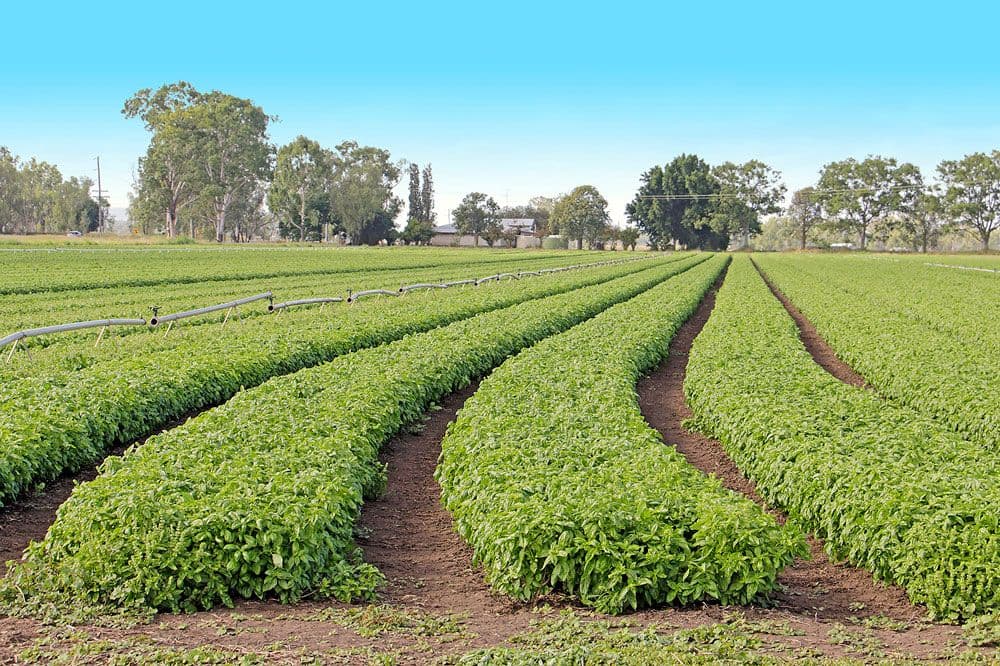 Biloela QLD 4715, Biloela - Thumbnail 4