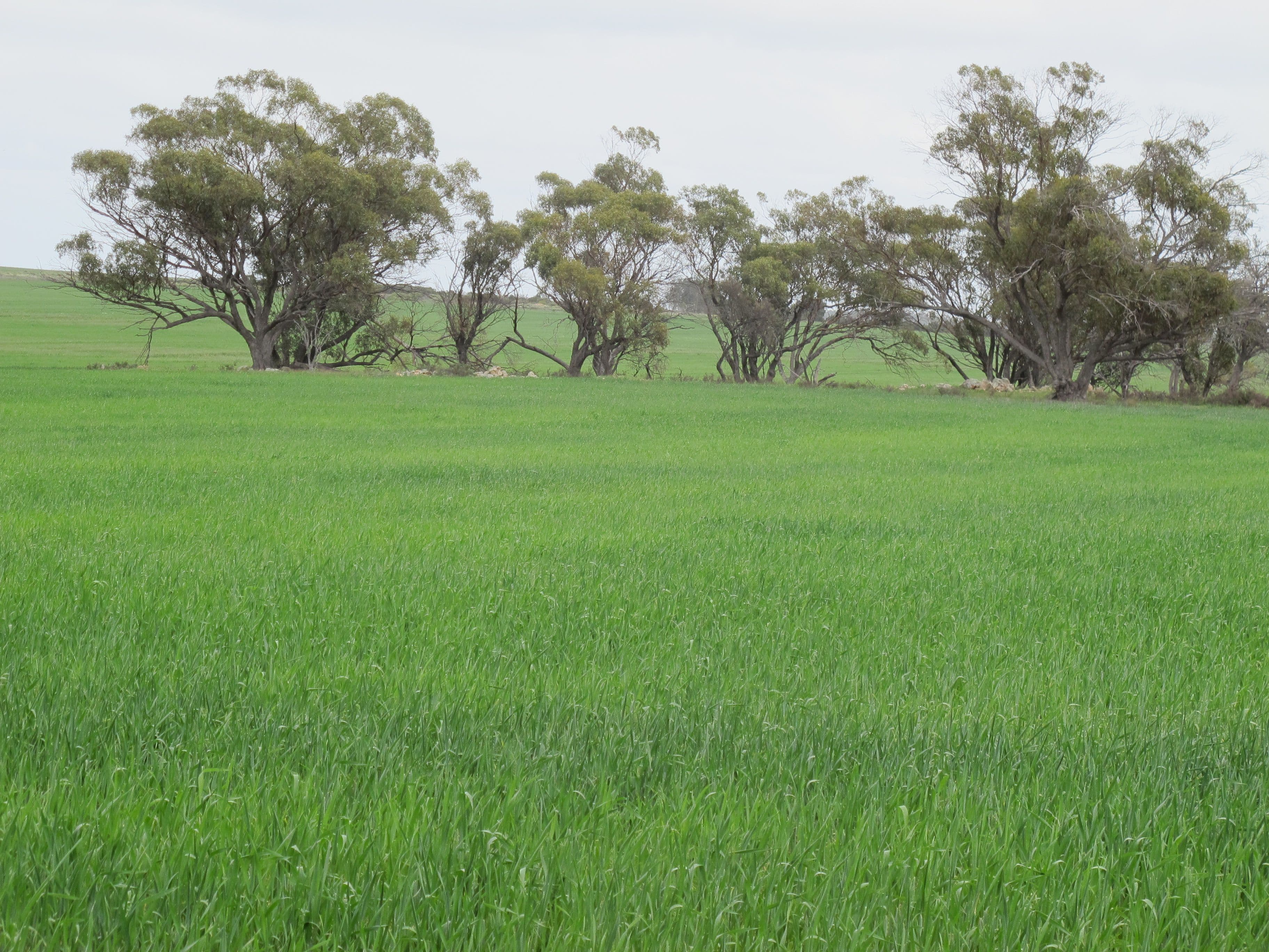 Balannada Farm Marchagee, COOROW WA 6515, Coorow - Thumbnail 4