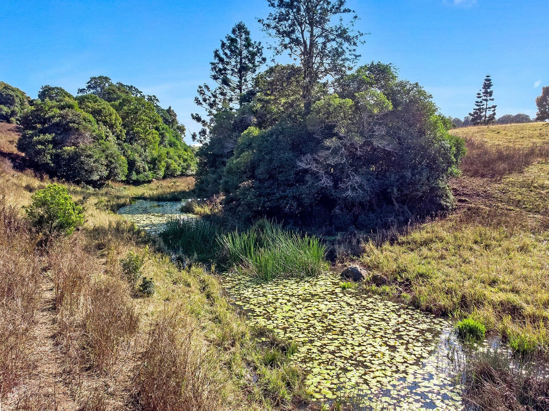 360 Binna Burra Road, Beechmont QLD 4211, Beechmont - Thumbnail 7