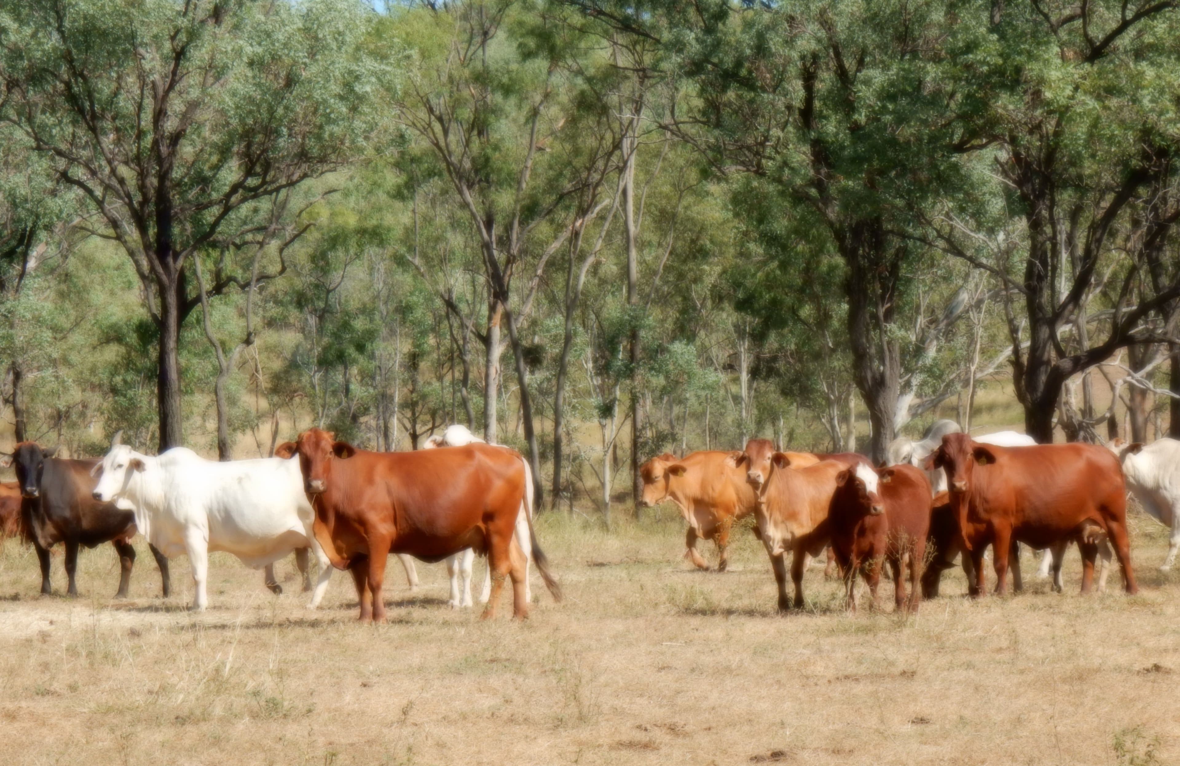 Thangool QLD 4716, Thangool - Image 1