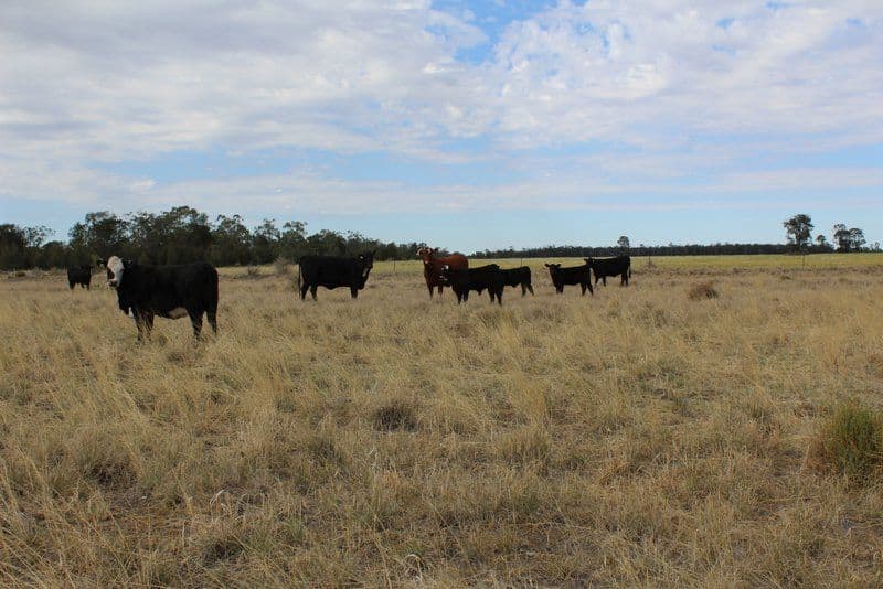 " Part Kyona", Moree NSW 2400, Moree - Thumbnail 4