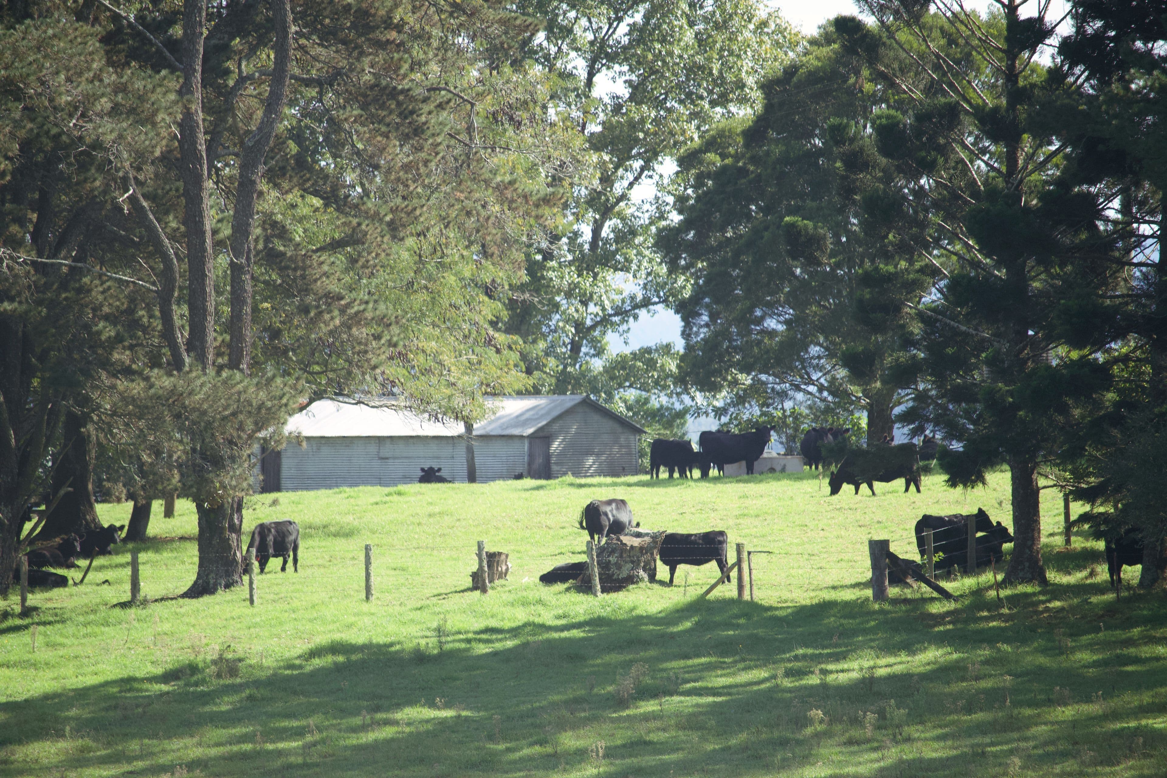 Dorrigo NSW 2453, Dorrigo - Thumbnail 8