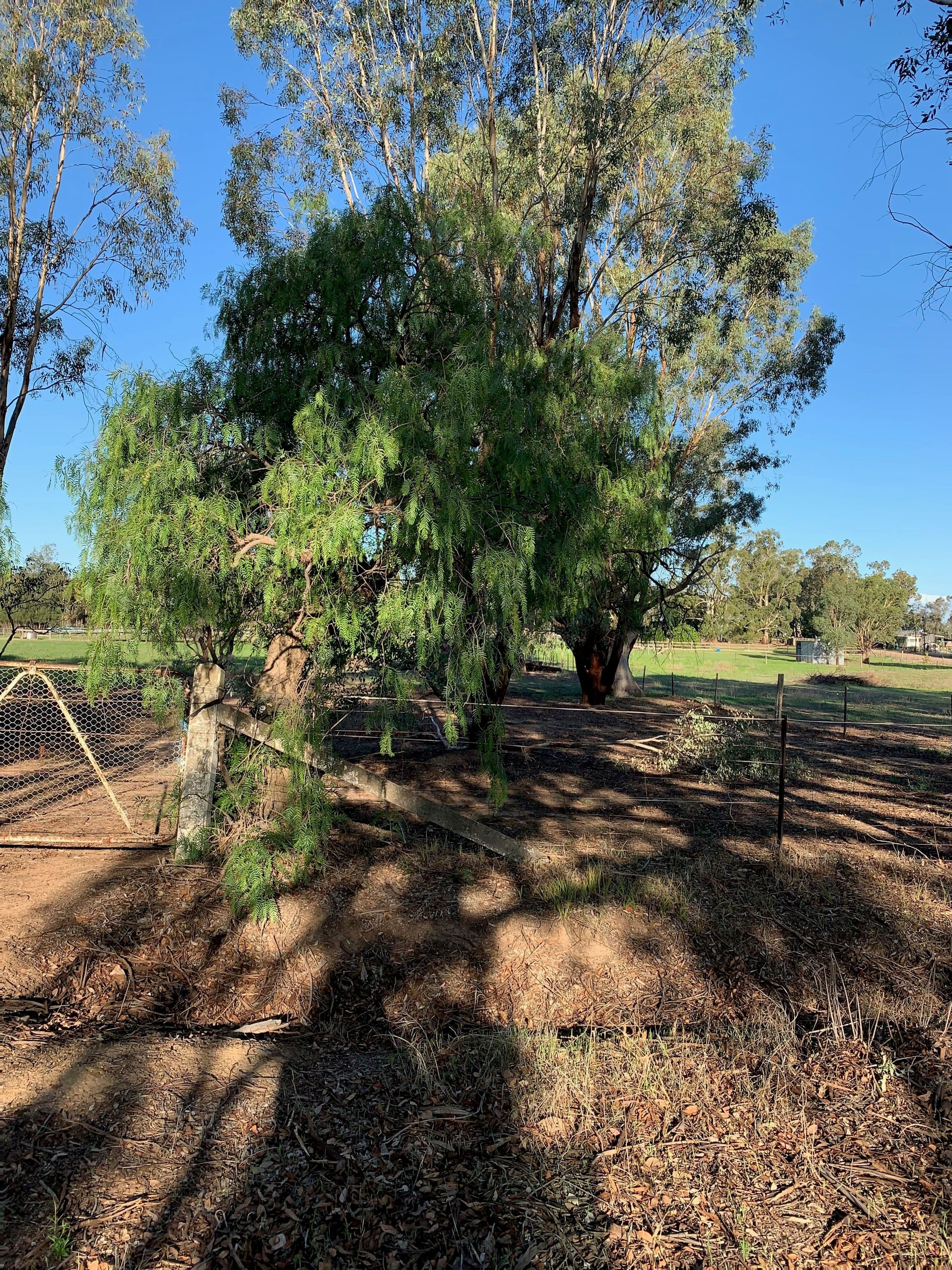 82A Thomas Street, Gerogery NSW 2642, Gerogery - Thumbnail 7