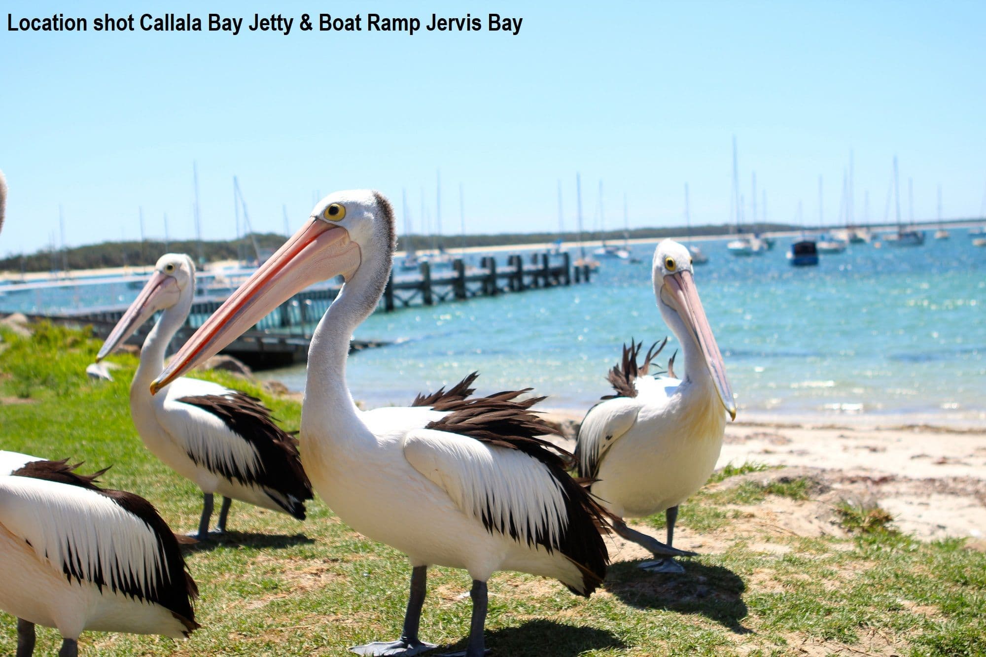 94 Watt Street, Callala Bay - Thumbnail 7
