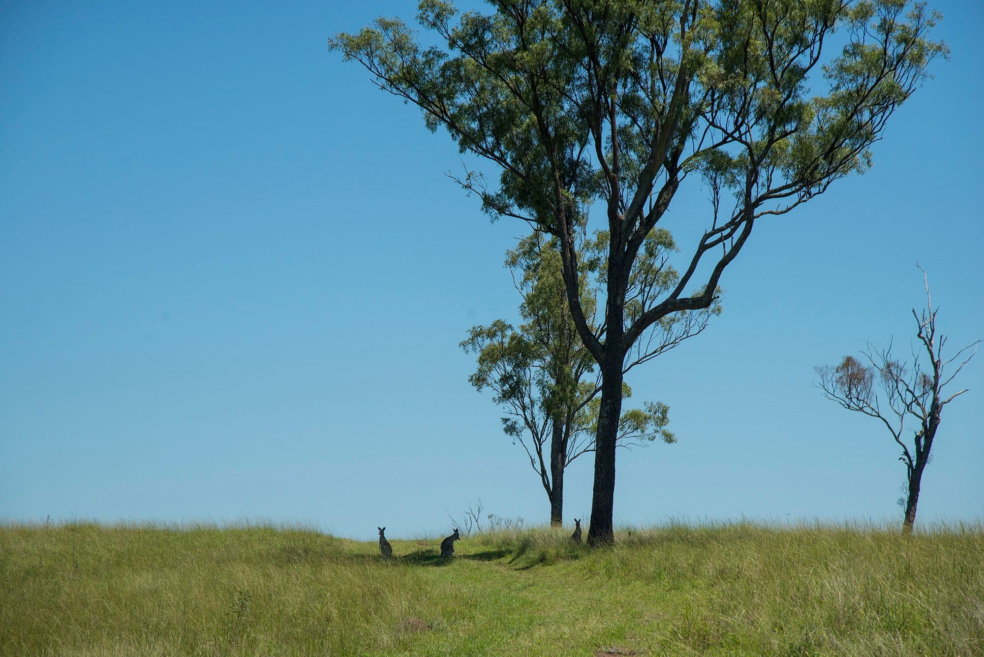 Corner Tralee & Waines Road, MOUNT WALKER WEST QLD 4340, Mount Walker West - Thumbnail 8