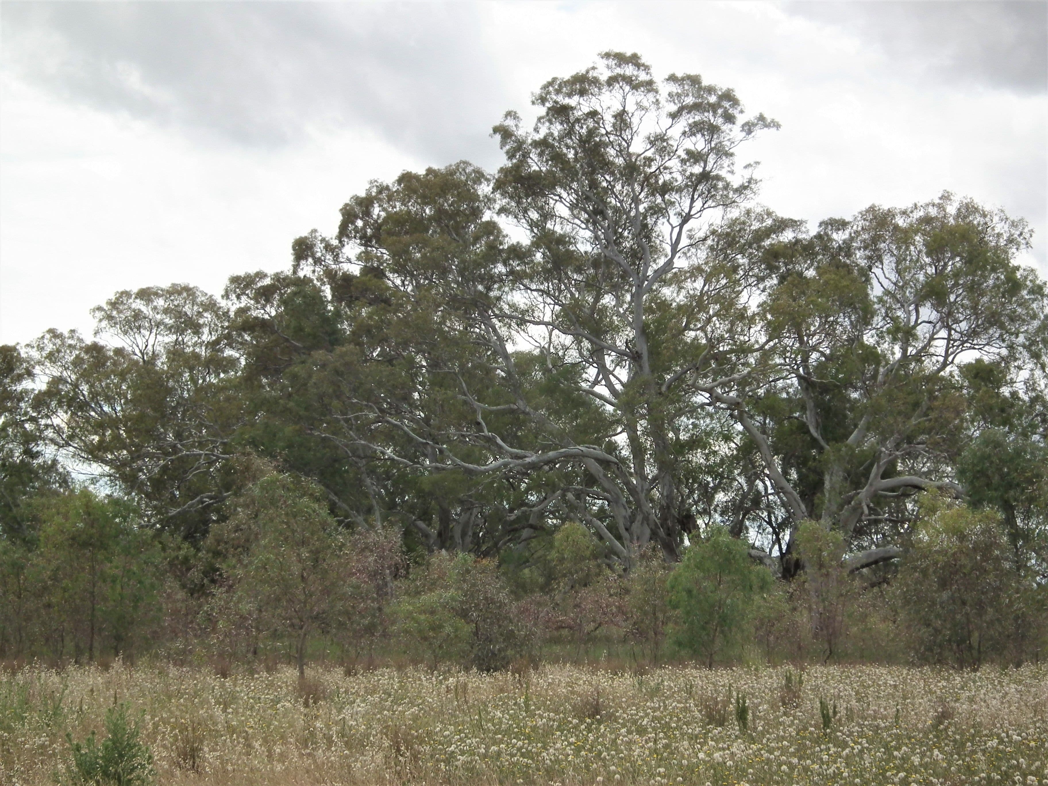22 Wormangal-Wahring Road, Nagambie VIC 3608, Nagambie - Thumbnail 4