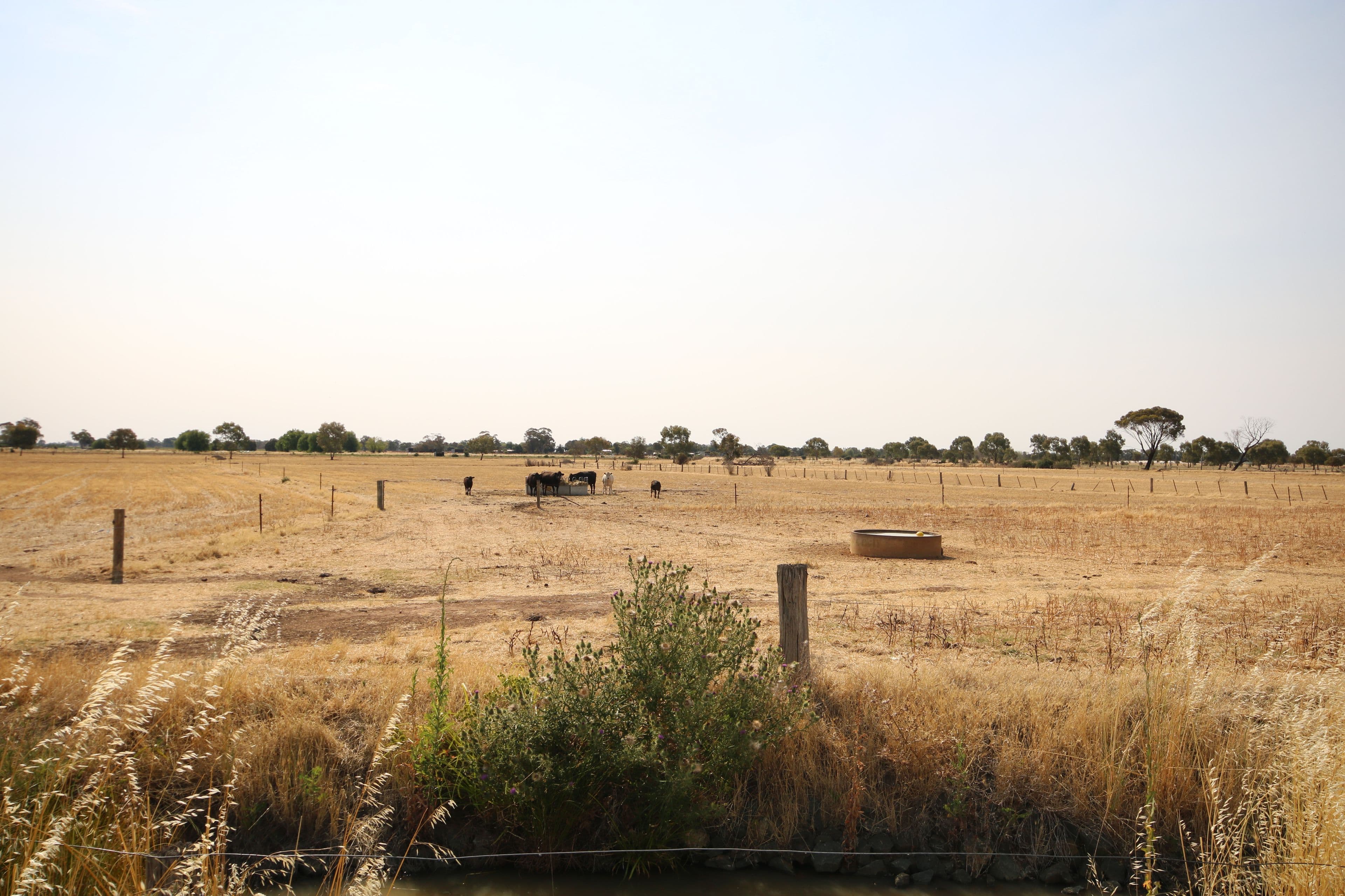 293 Hansen Road, Ballendella VIC 3561, Ballendella - Thumbnail 5