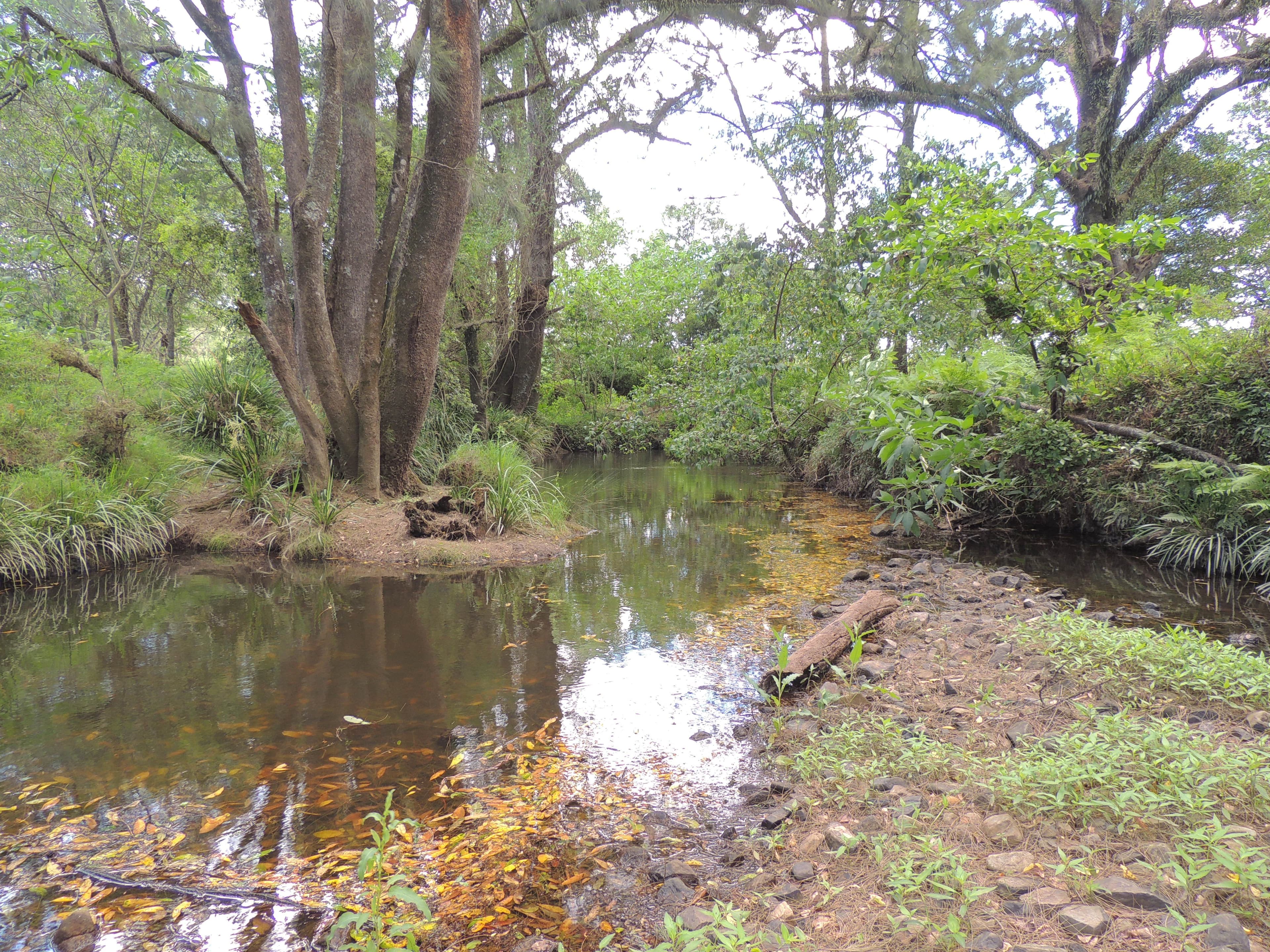 1079 Upper Myall Road, Bulahdelah NSW 2423, Bulahdelah - Thumbnail 5
