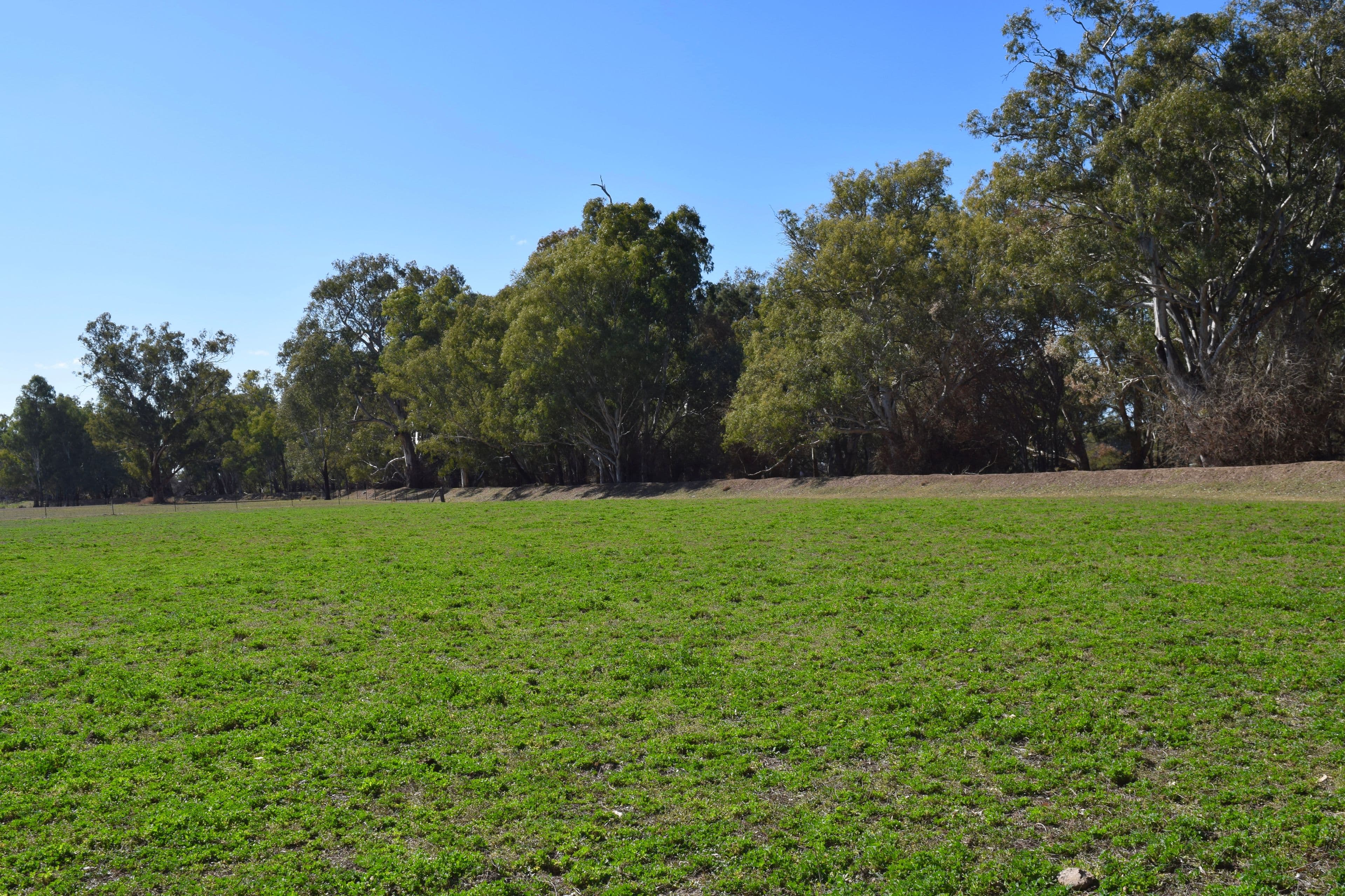 43 Wilmar Lane - Old Grudgery, Forbes NSW 2871, Forbes - Image 1