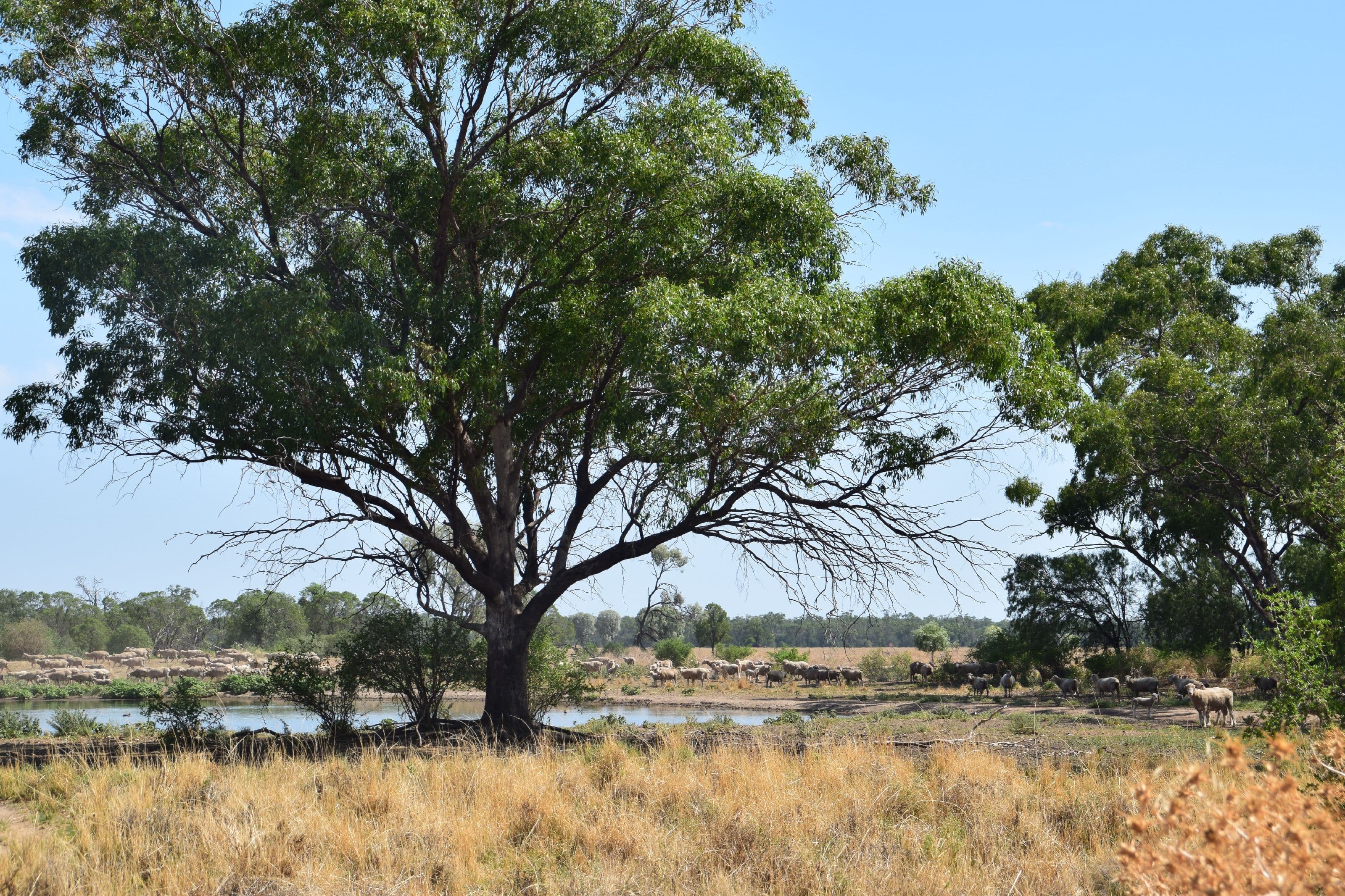 'Munna Munna', Coonamble NSW 2829, Coonamble - Image 1