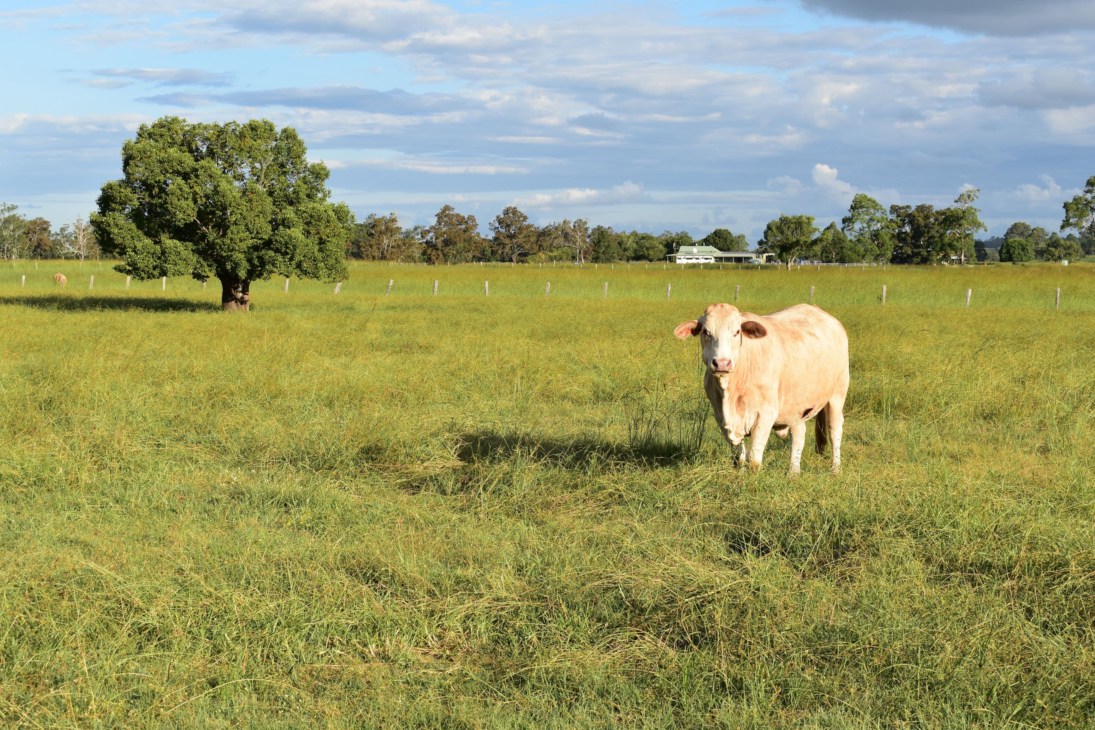 680 McDonalds Bridge Road, Dyraaba NSW 2470, Dyraaba - Image 1