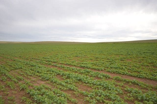 "North Kimbo" Reilly Road, Booborowie SA 5417, Booborowie - Thumbnail 2