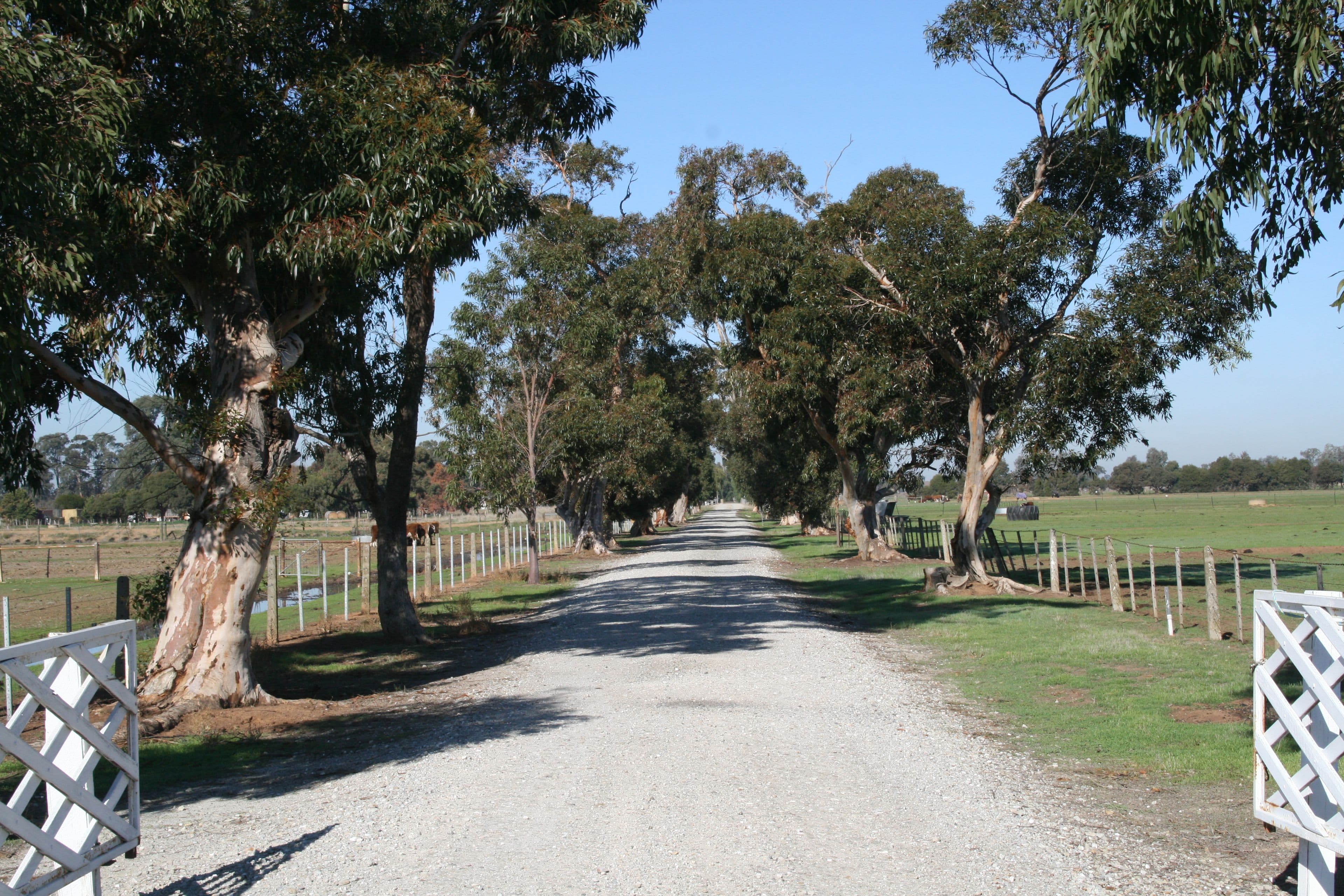 1239 McBain Road, Tongala VIC 3621, Tongala - Thumbnail 2