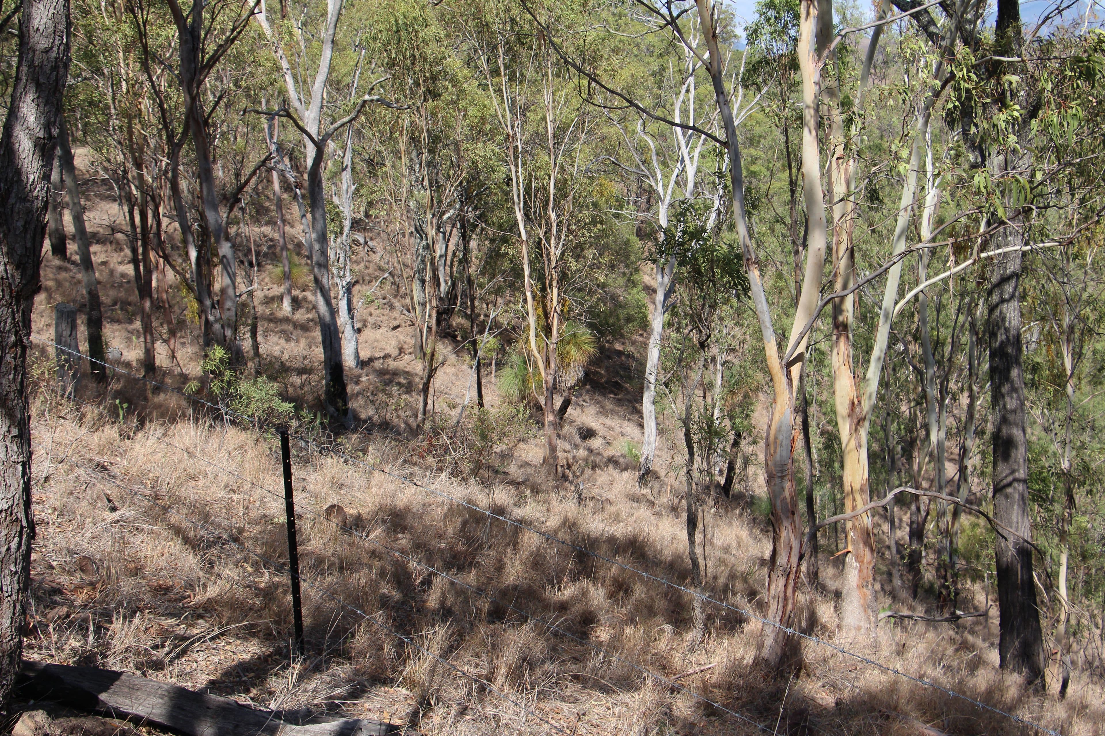 Running Creek QLD 4287, Running Creek - Thumbnail 4