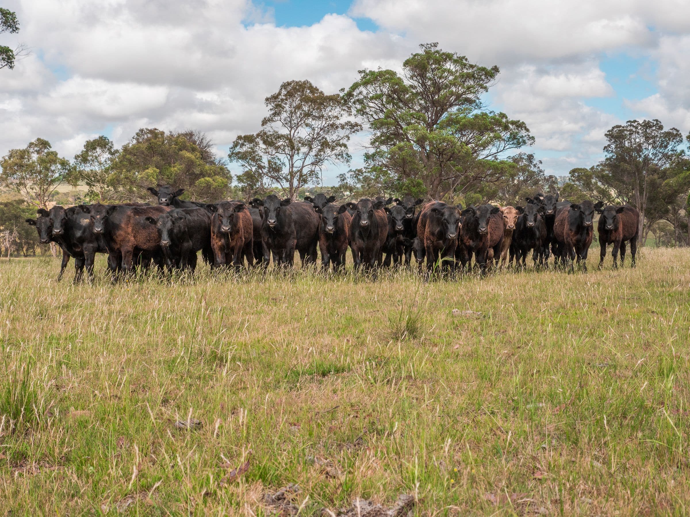 511 Long Swamp Road, Armidale NSW 2350, Armidale - Thumbnail 6