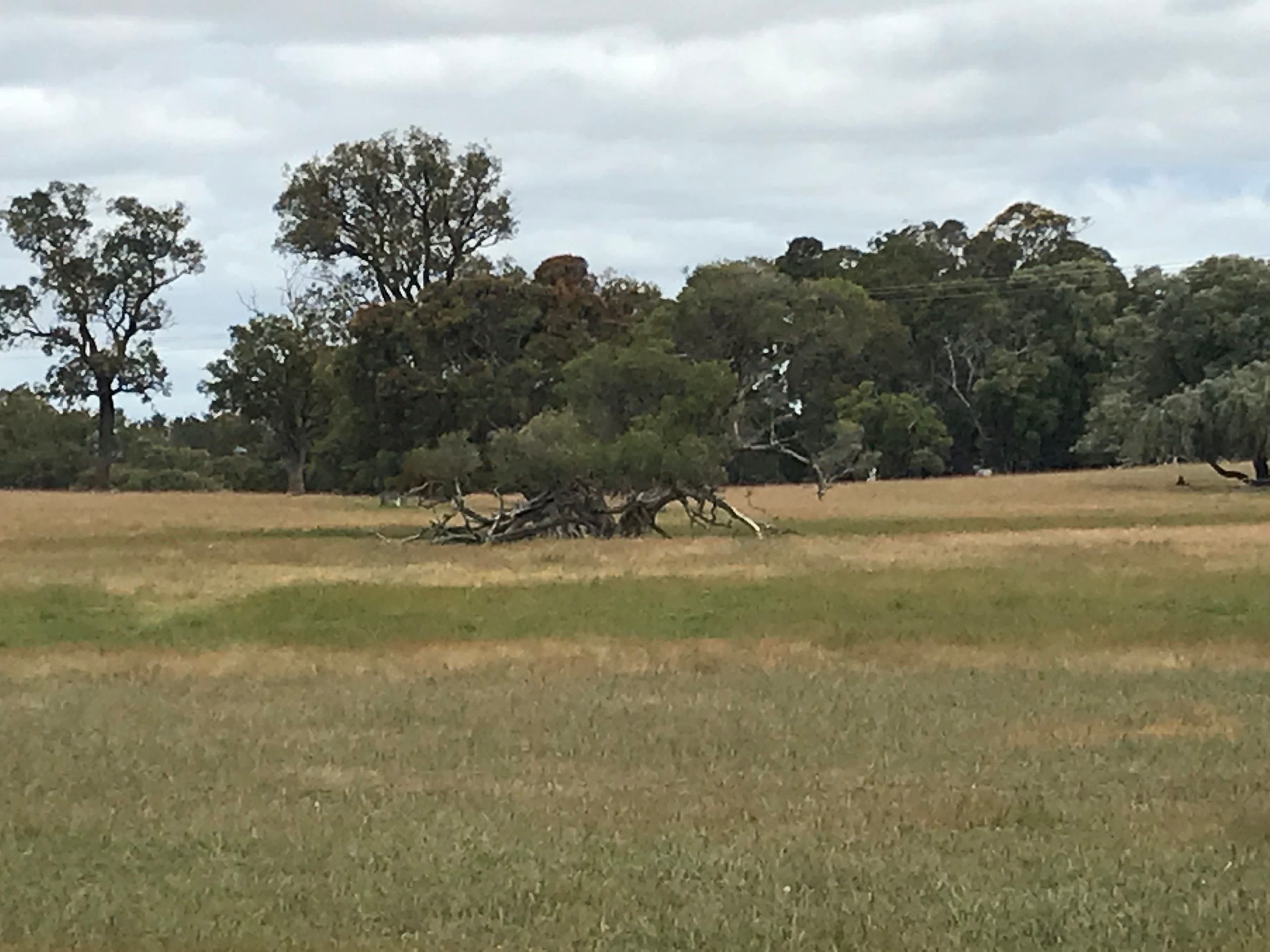 Lot 58 Martin-Pelusey Road, Waterloo WA 6228, Waterloo - Thumbnail 4