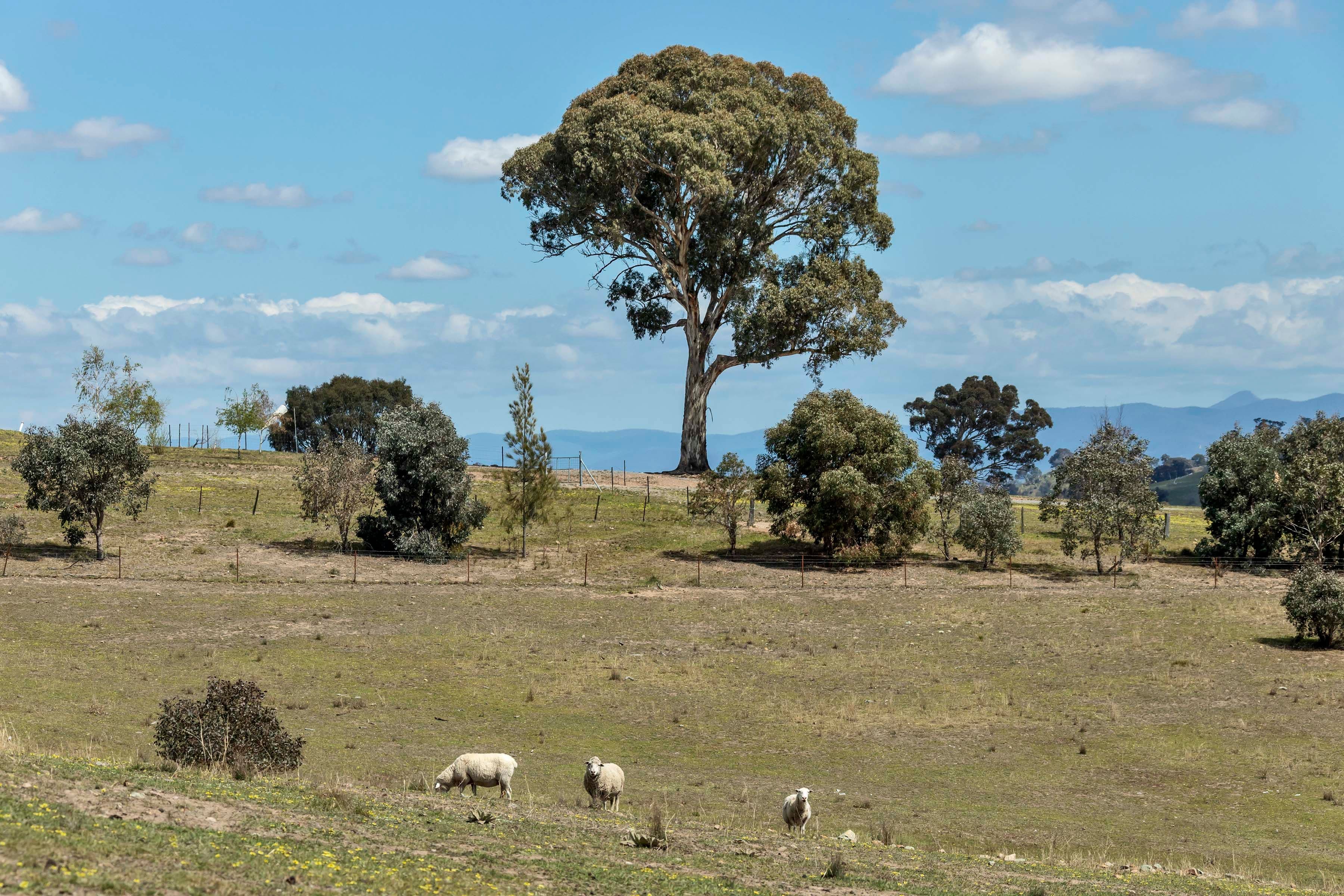Lot 2 Nanima Road, Springrange NSW 2618, Springrange - Thumbnail 5