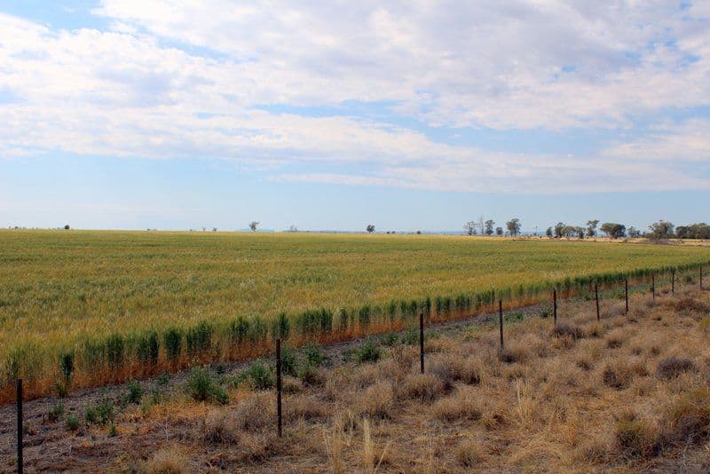 " Part Kyona", Moree NSW 2400, Moree - Thumbnail 3