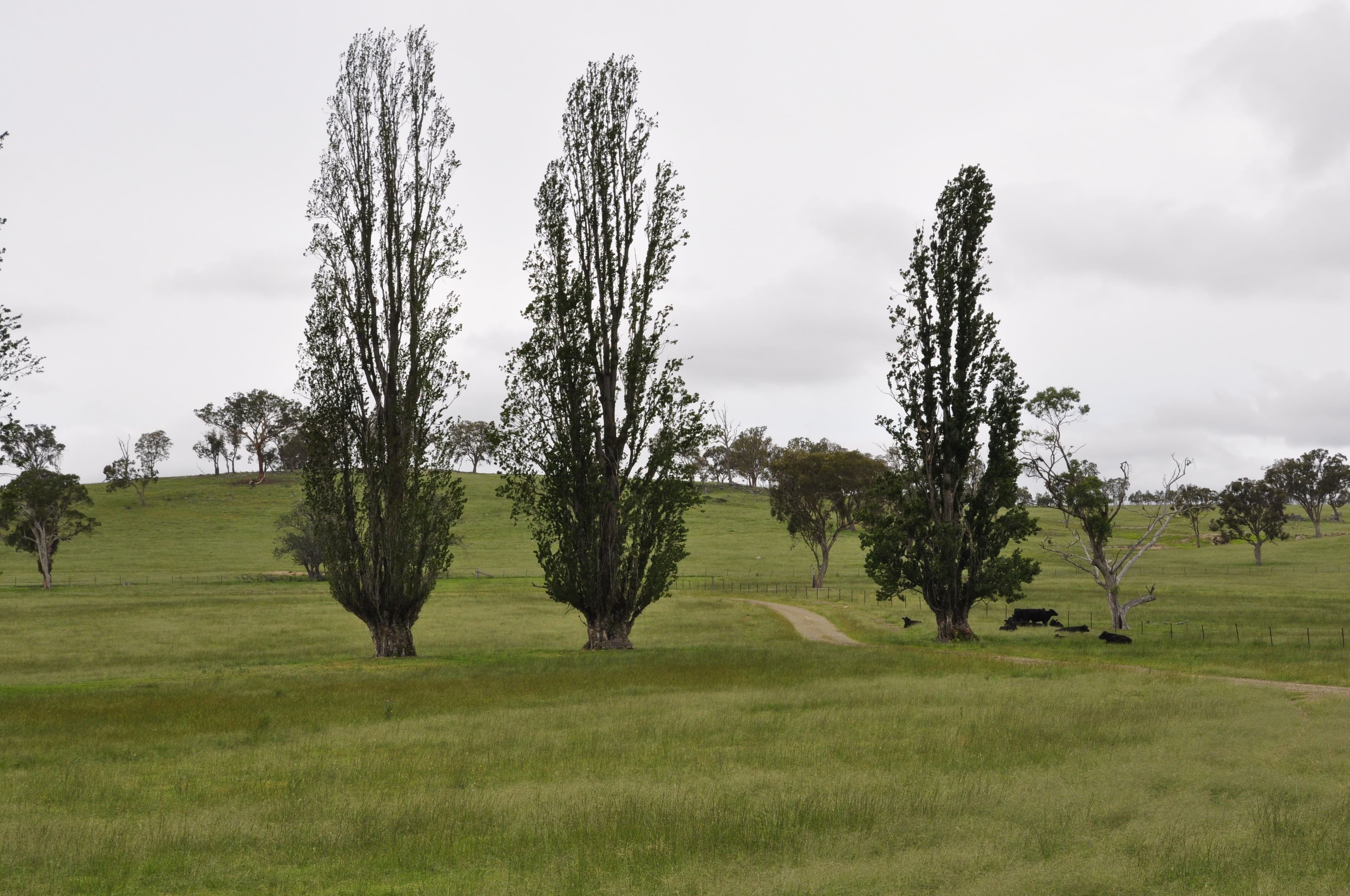 579 Wellington Vale Road, Deepwater NSW 2371, Deepwater - Image 1