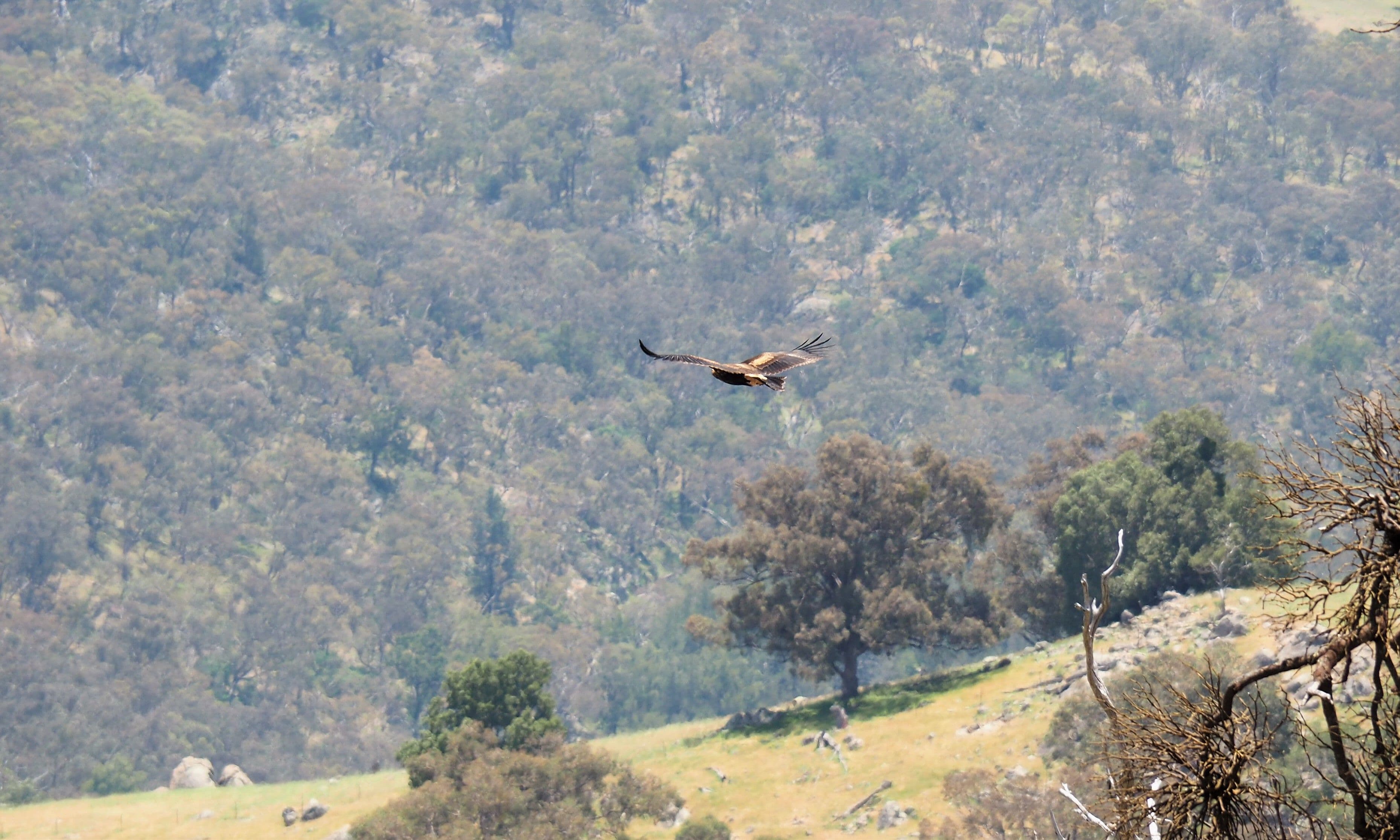 Tambaroora NSW 2795, Tambaroora - Thumbnail 3