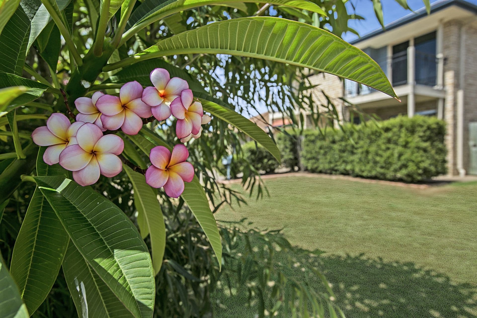 67 Cottonwood Circuit, North Lakes QLD 4509, North Lakes - Image 1