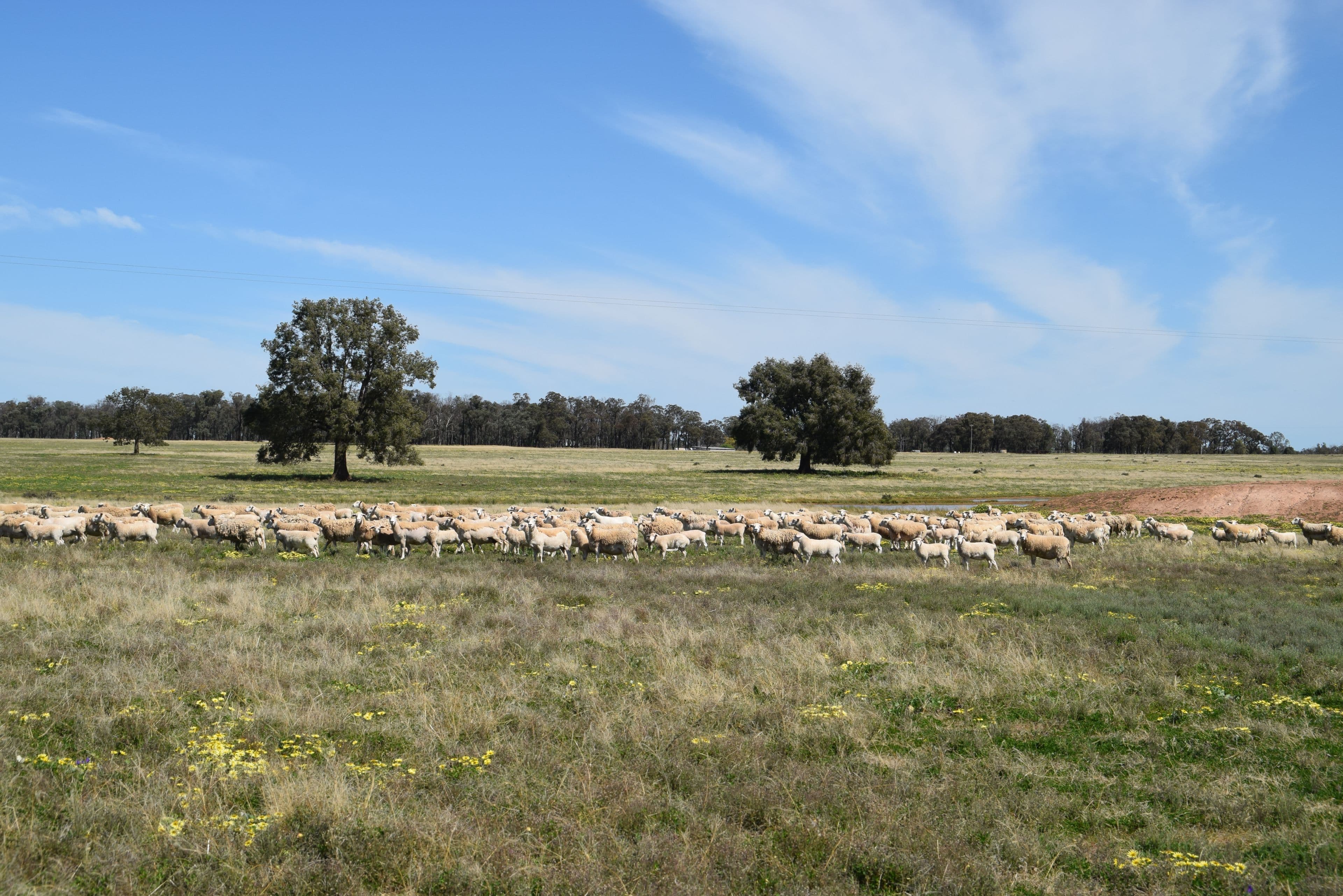 'Windeena' 802 Milpulling Road, Gilgandra NSW 2827, Gilgandra - Thumbnail 3