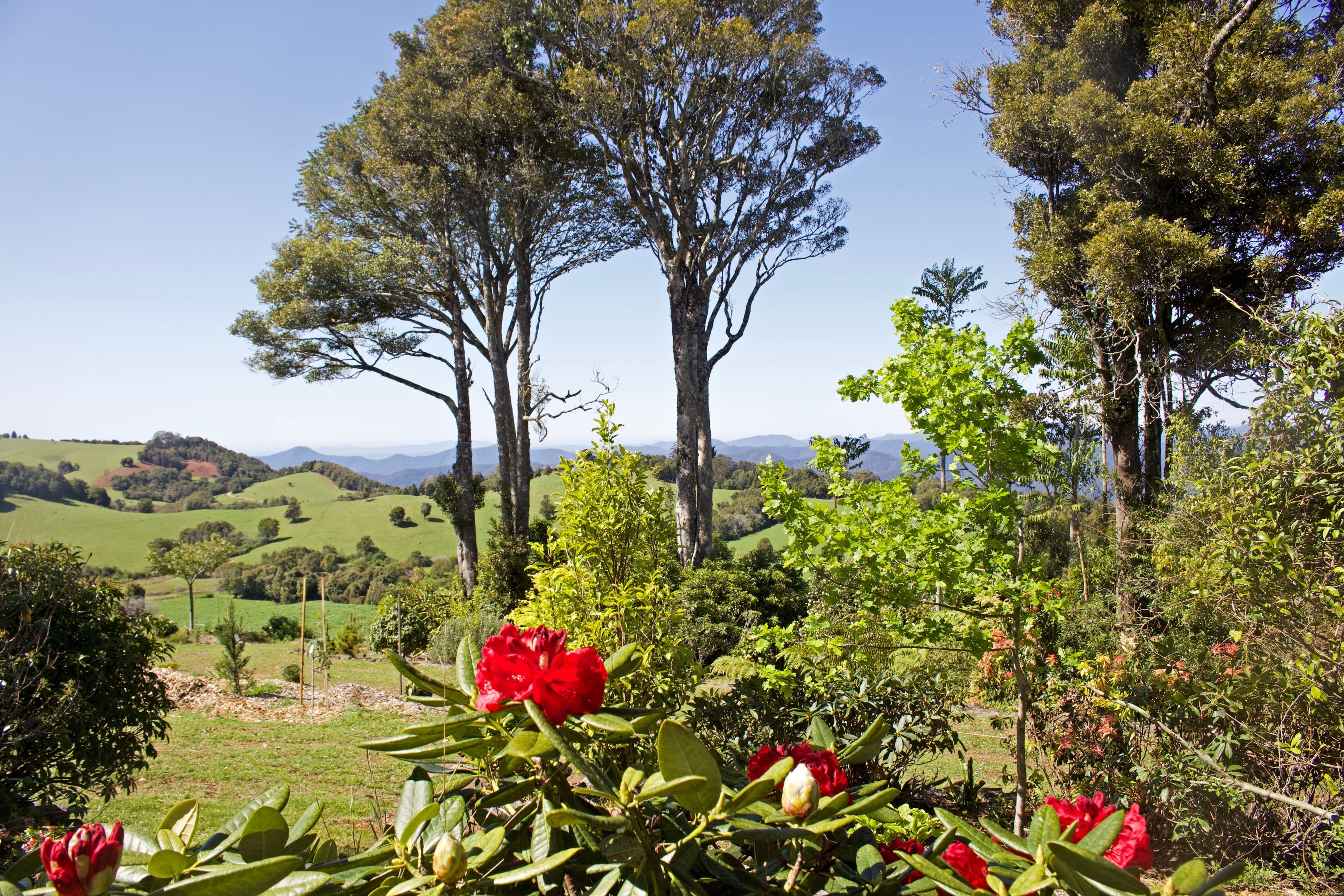 Dorrigo NSW 2453, Dorrigo - Thumbnail 3