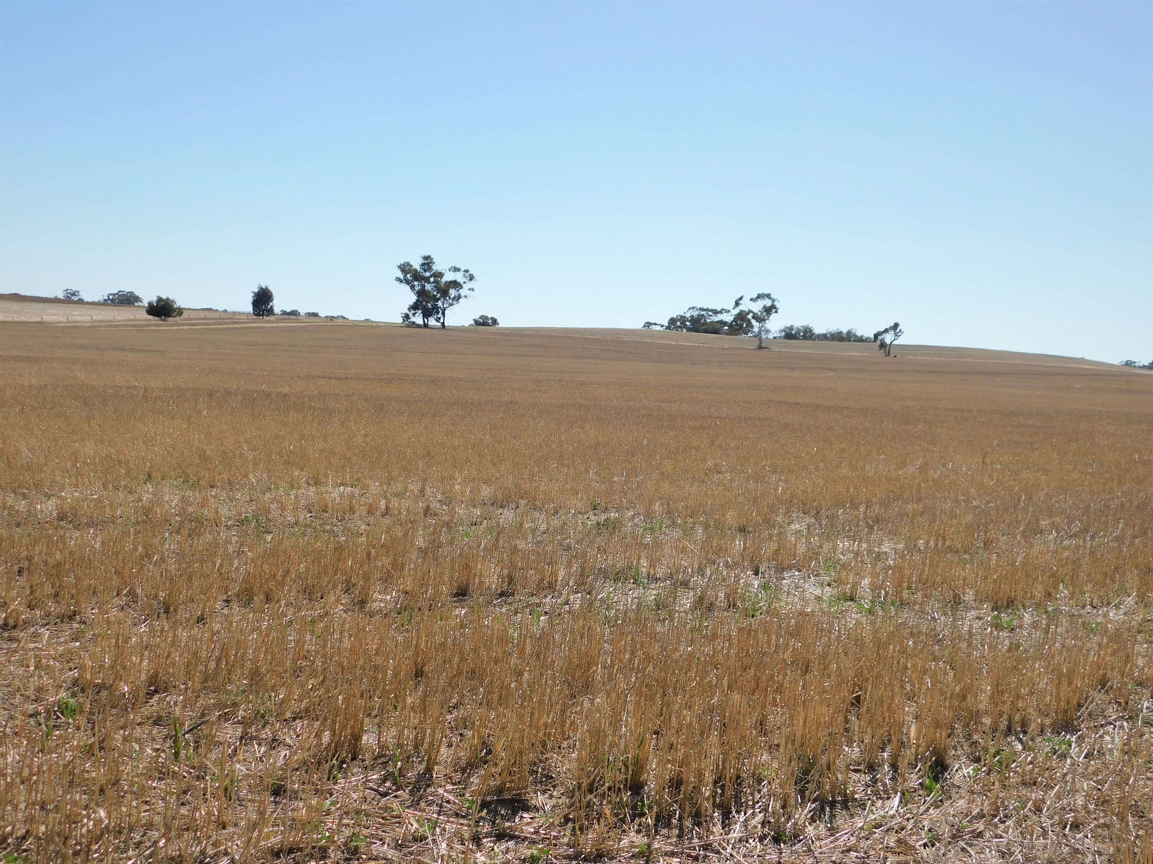 Lot 28 O'Connell Road, Bordertown SA 5268, Bordertown - Image 1