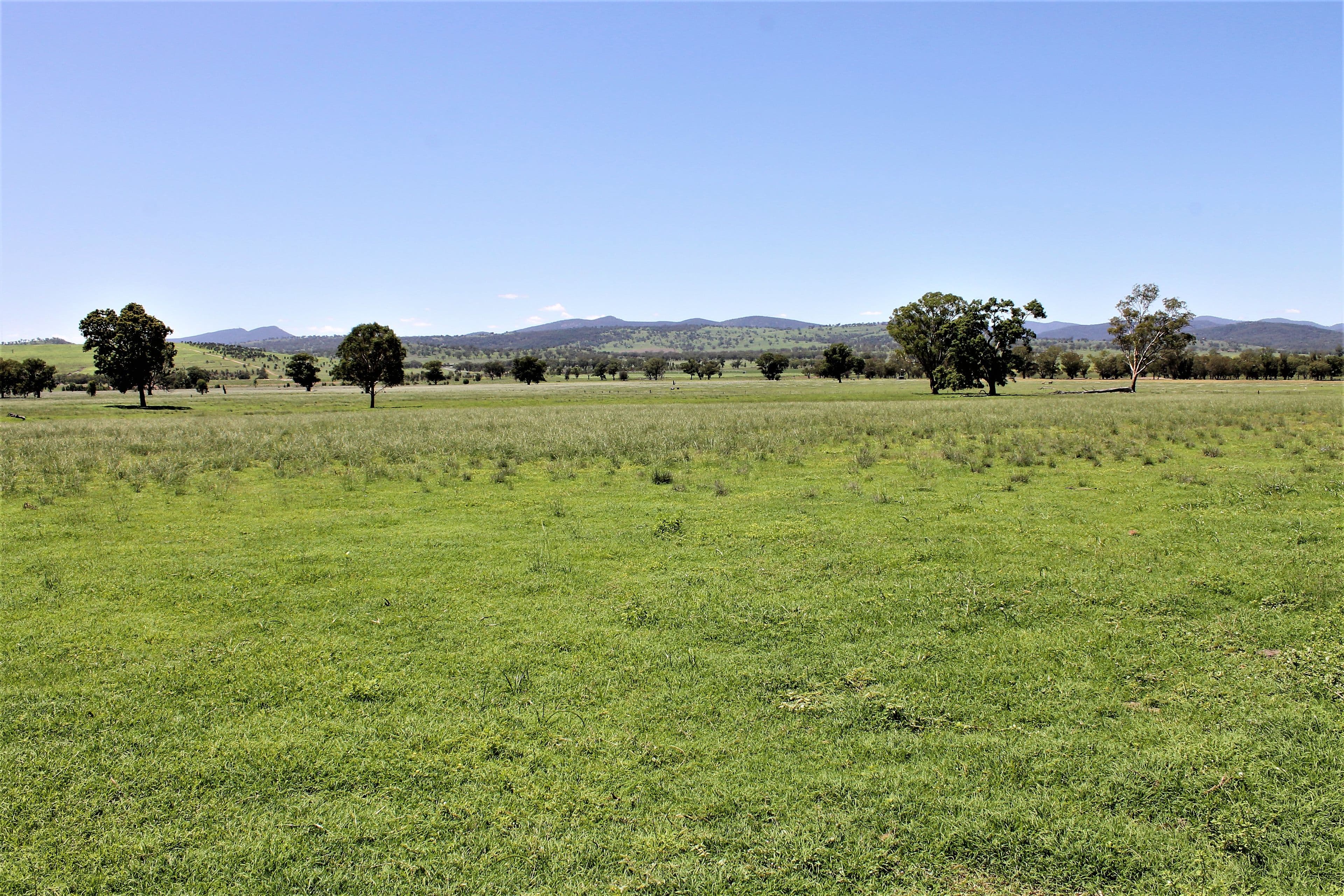 155 Paynes Road, Quirindi NSW 2343, Quirindi - Thumbnail 6